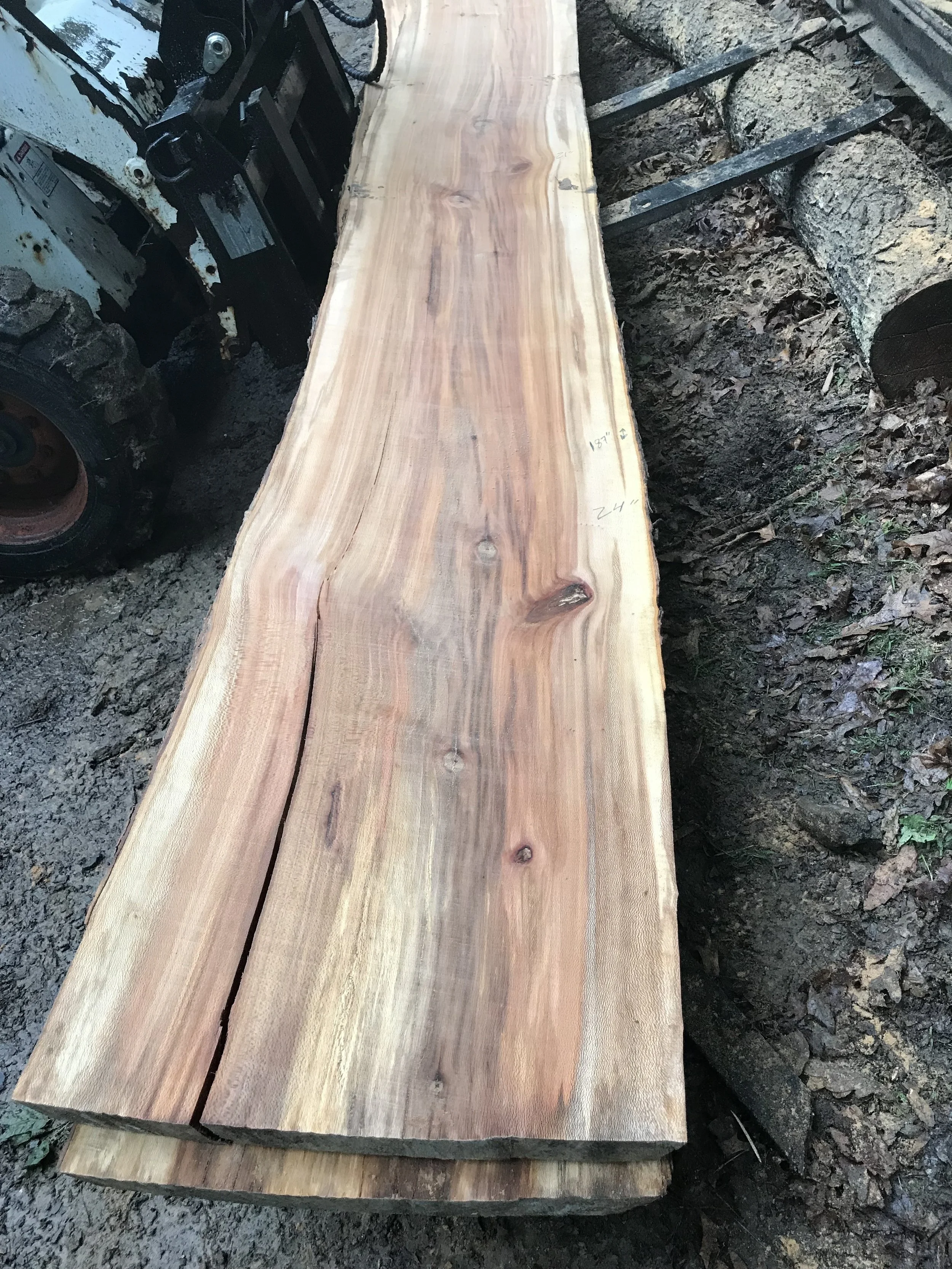 Sycamore (Jakes Creek) #6