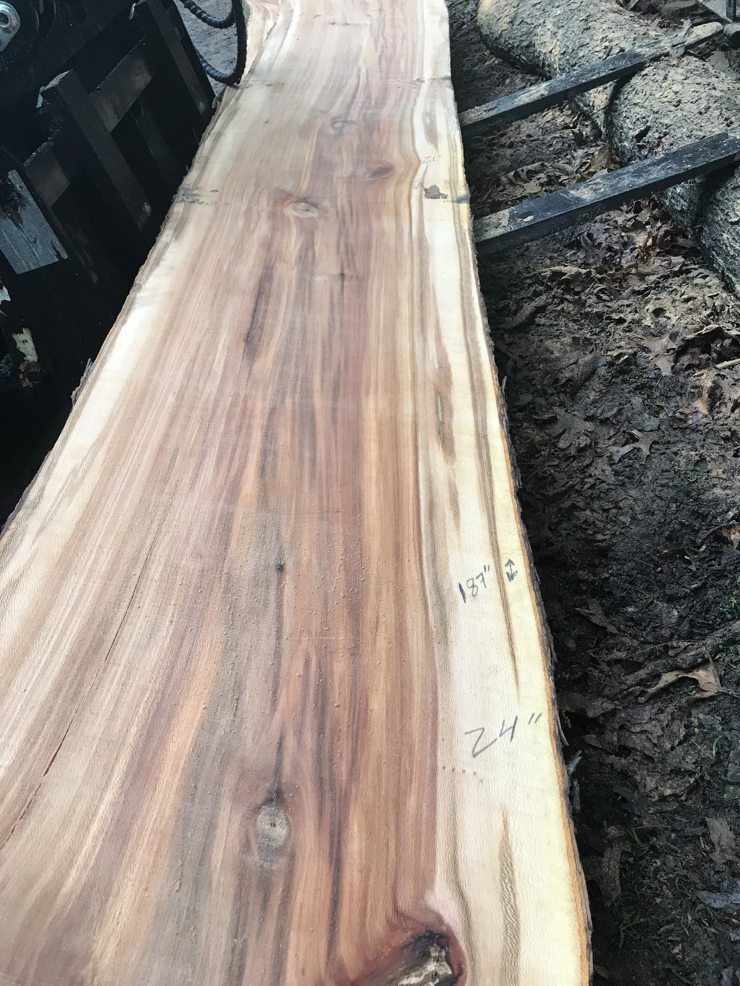 Sycamore (Jakes Creek) #6