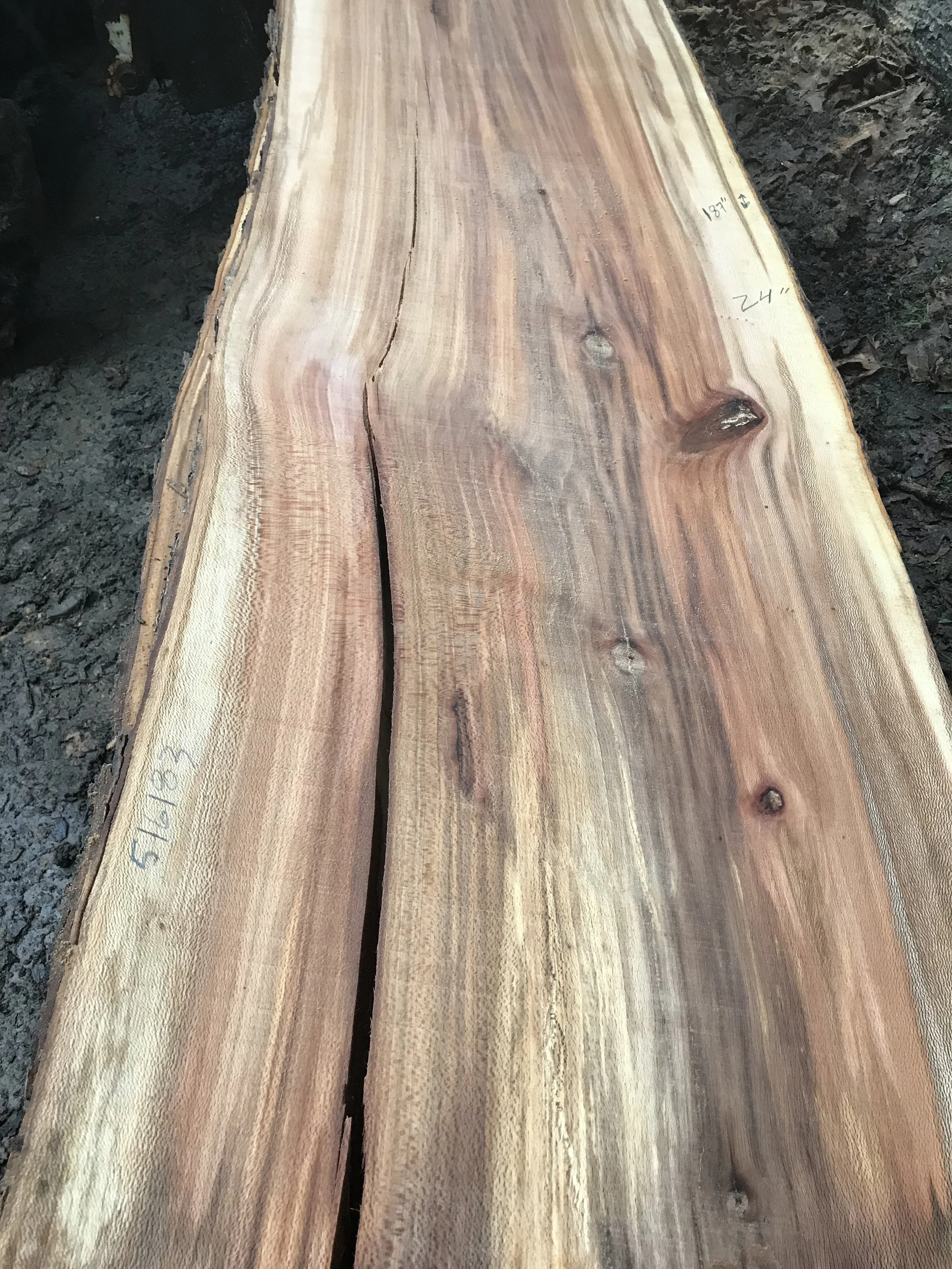 Sycamore (Jakes Creek)