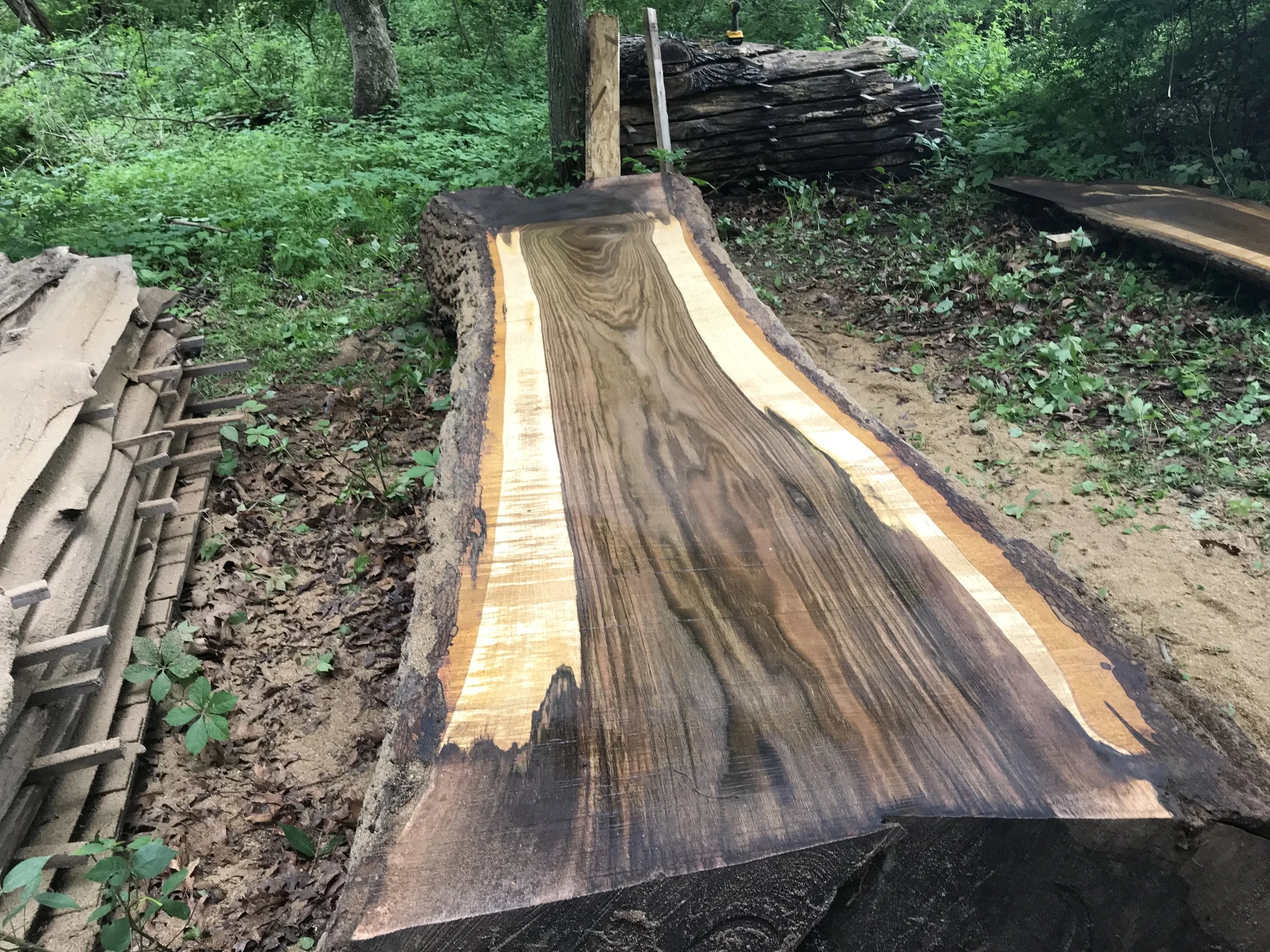 Black Walnut (Manchester Monster) #2