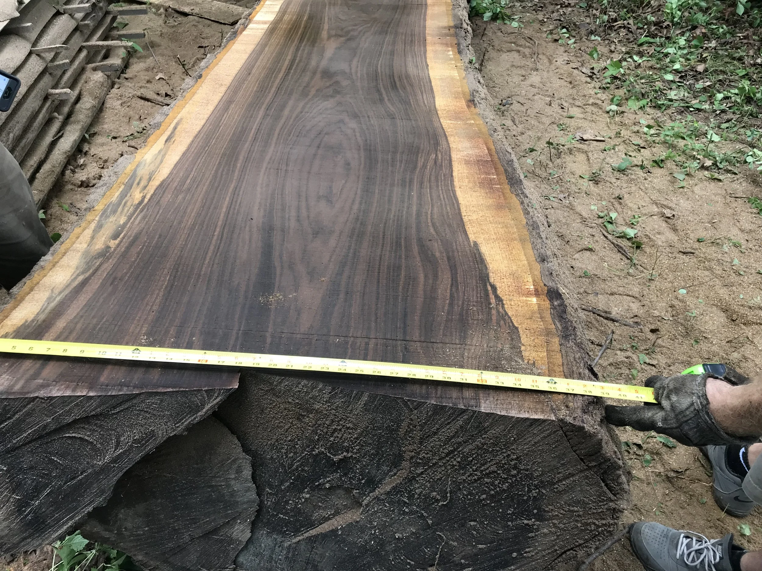 Black Walnut (Manchester Monster) #4