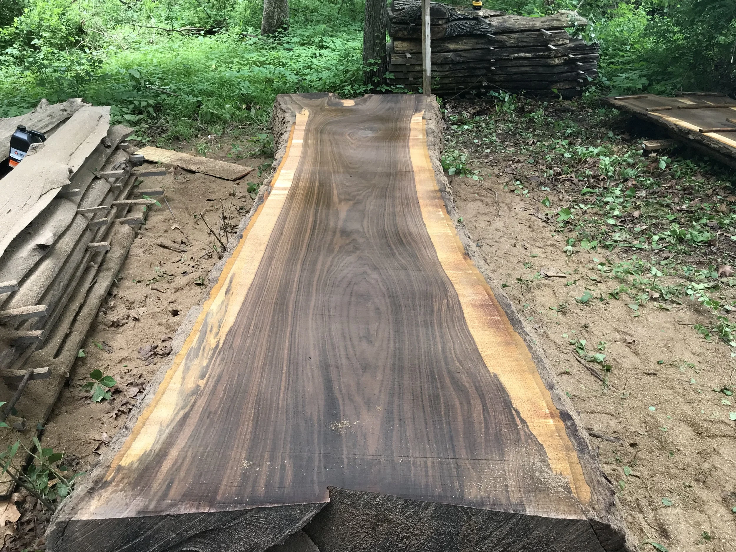 Black Walnut (Manchester Monster) #5