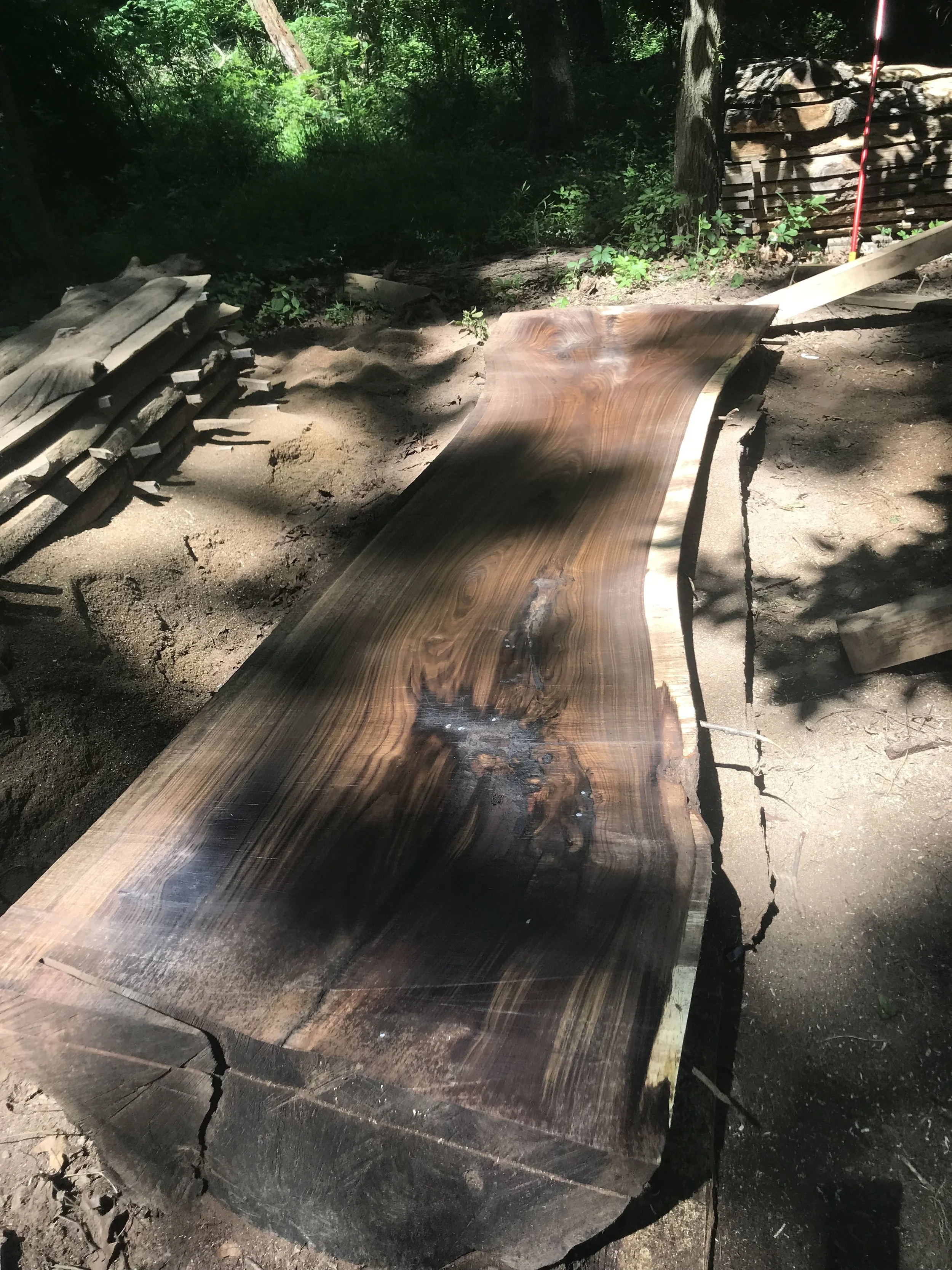 Black Walnut (Manchester Monster) #6