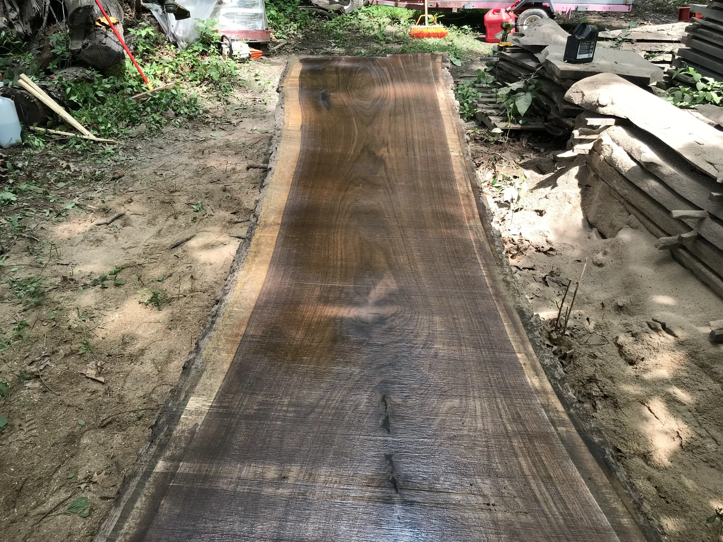 Black Walnut (Manchester Monster) #8