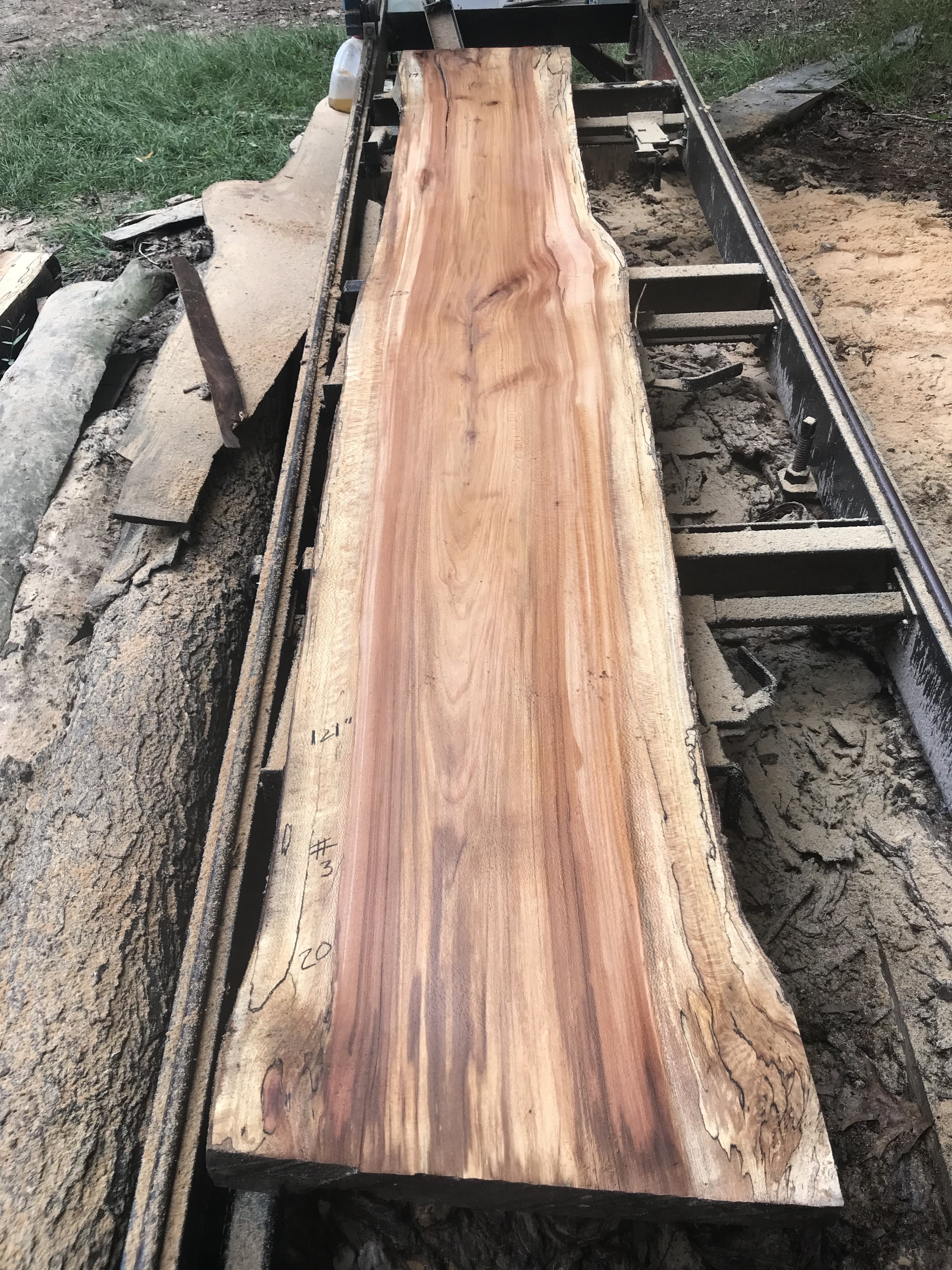 Sycamore (Jakes Creek 2) #3