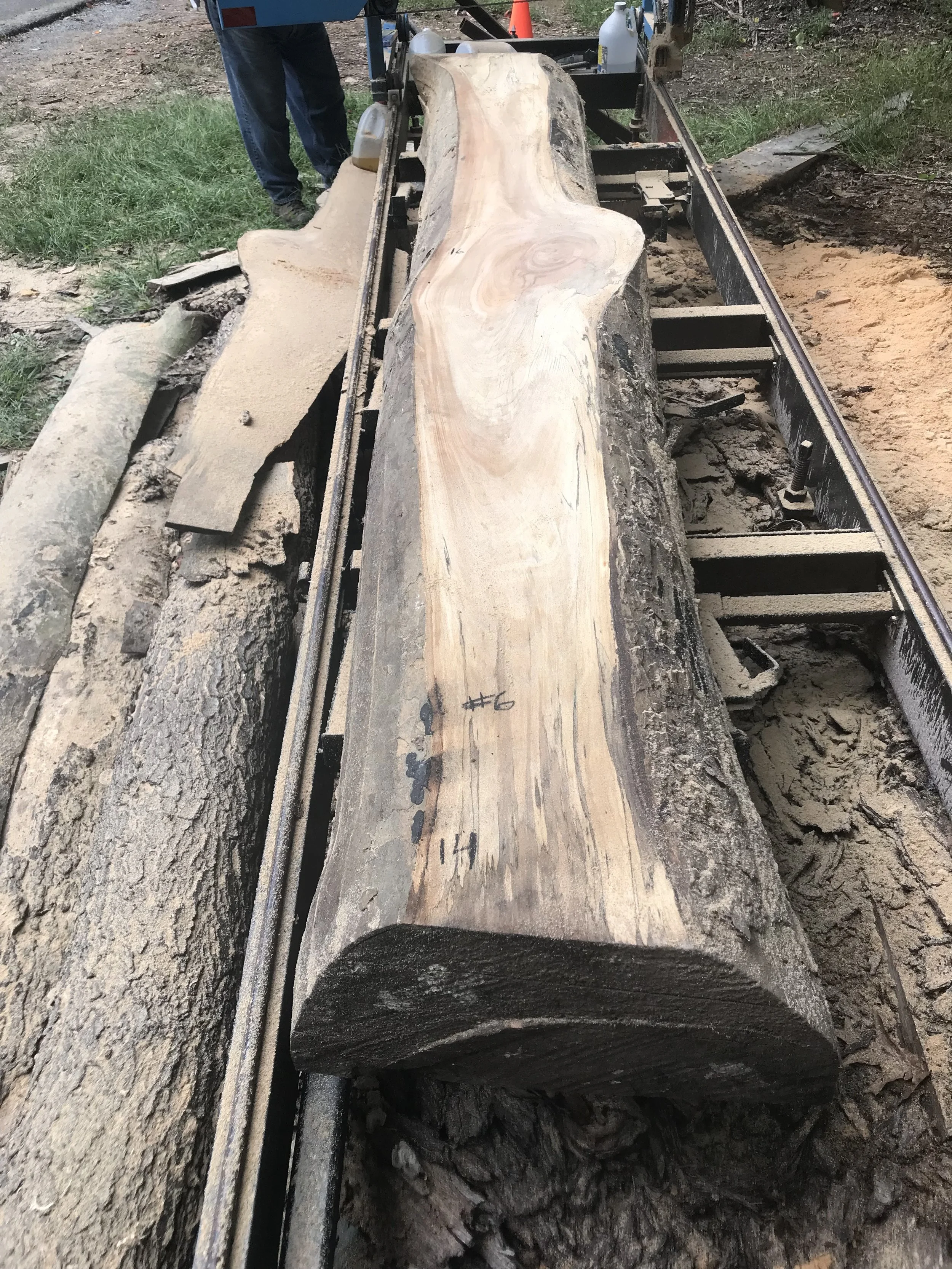 Sycamore (Jakes Creek 2) #6