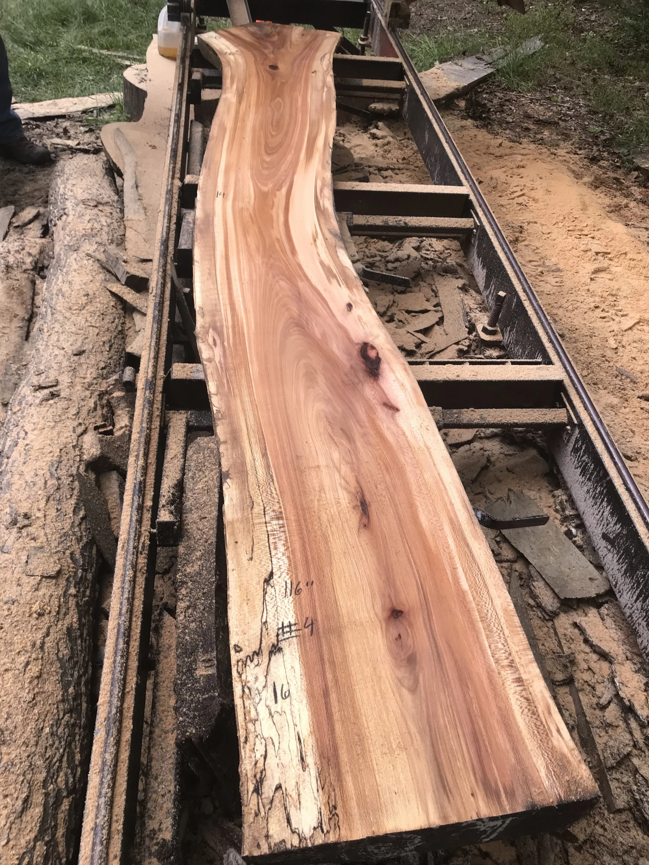 Sycamore (Jakes Creek 3) #4