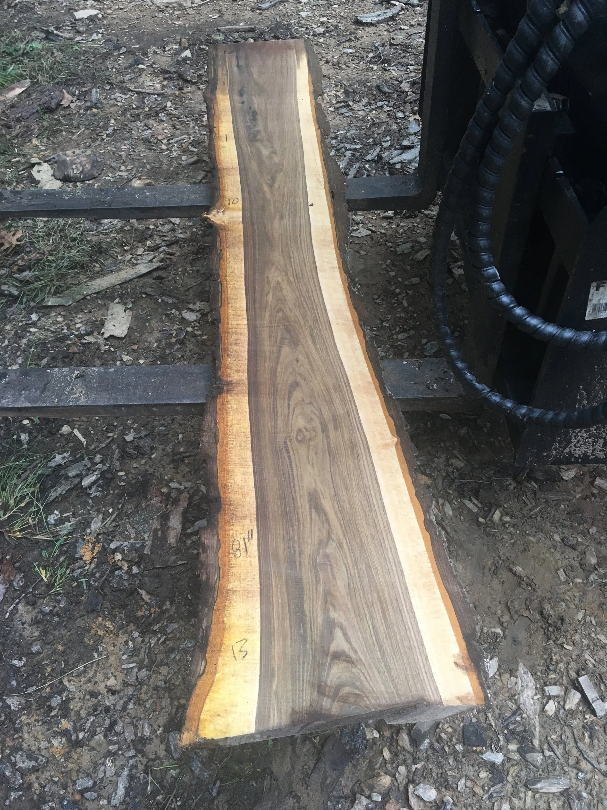 Black Walnut (Randy 1) #1