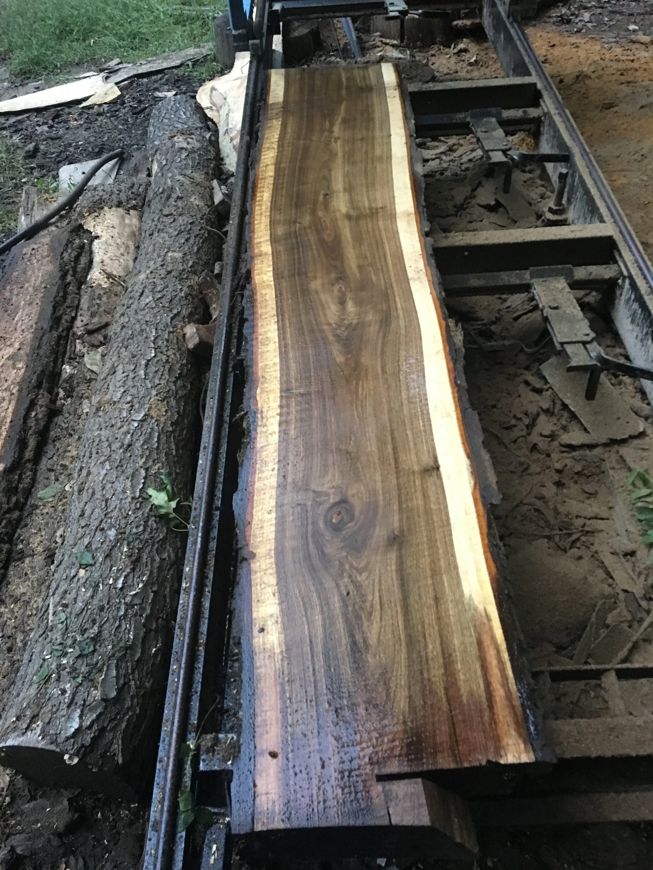 Black Walnut (Randy 1) #5