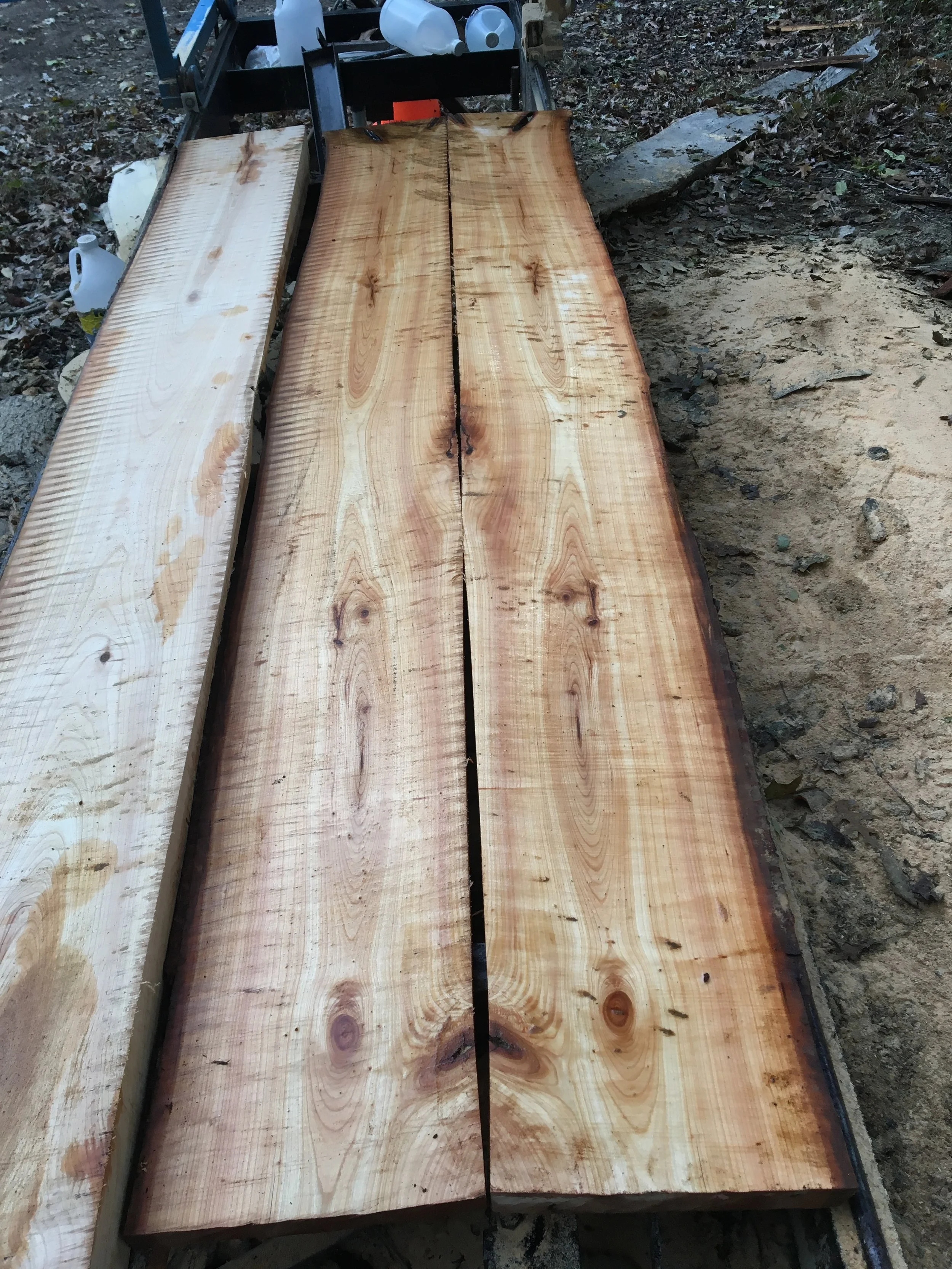 Cherry #1 Wild Woodbine