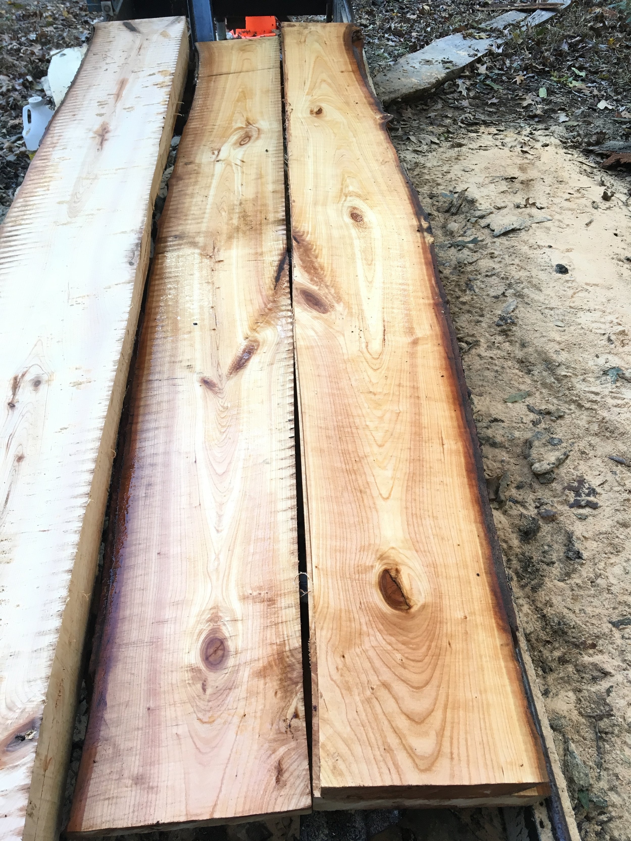 Cherry #2 Wild Woodbine