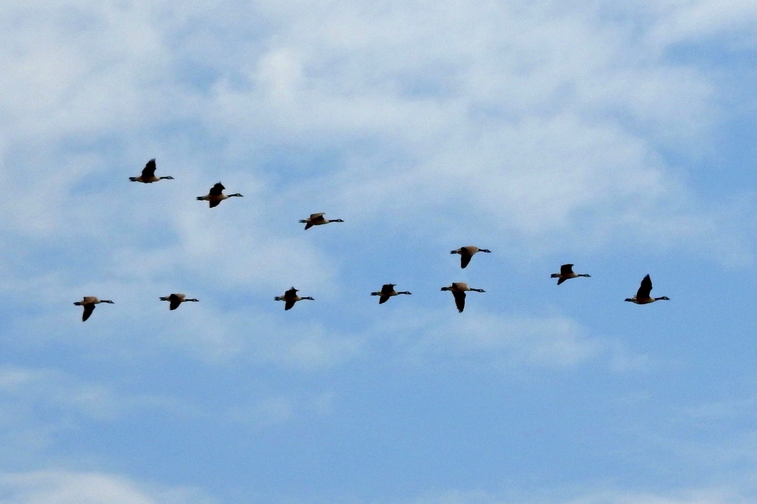 geese.jpg