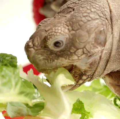 tortoise.gif