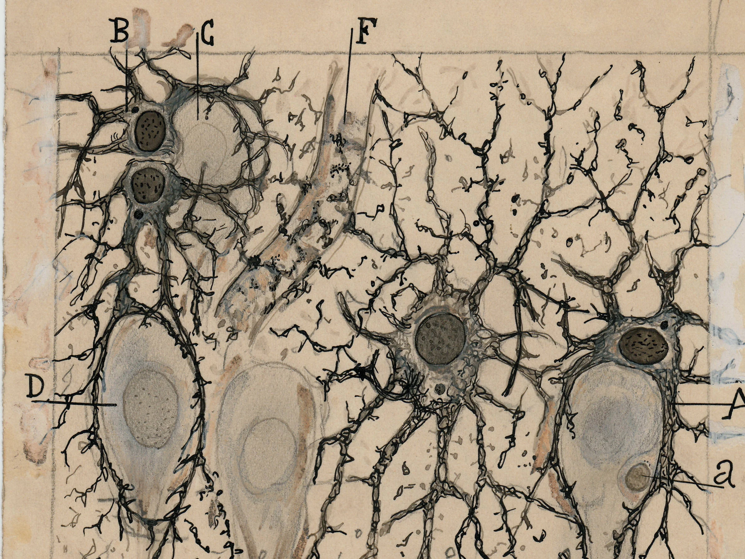 Astrocytes Ramon y Cajal JPEGMini.jpg