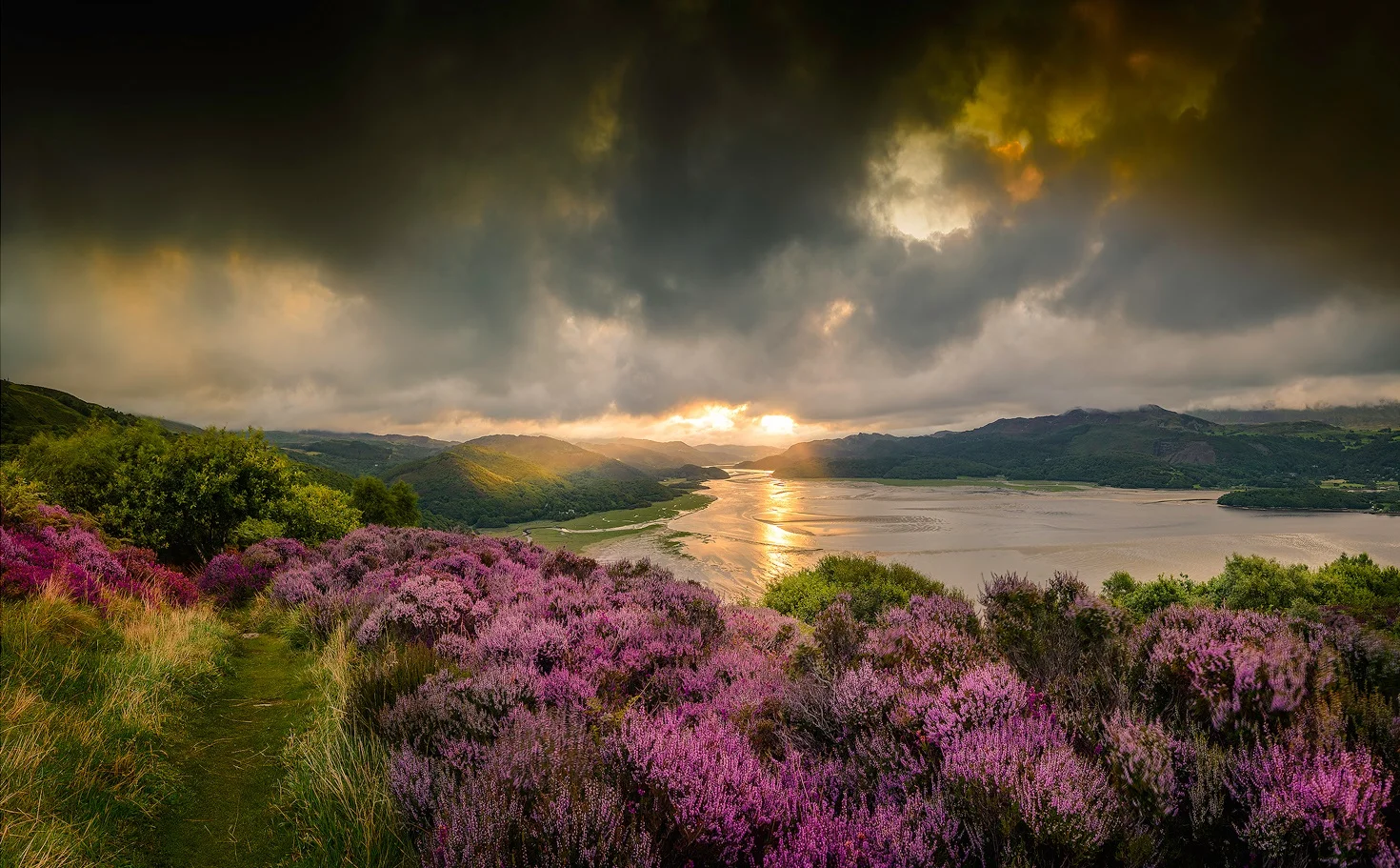 Paul Fowles Photography, Aberdovey Aberdyfi, Heather In The Morning.jpg