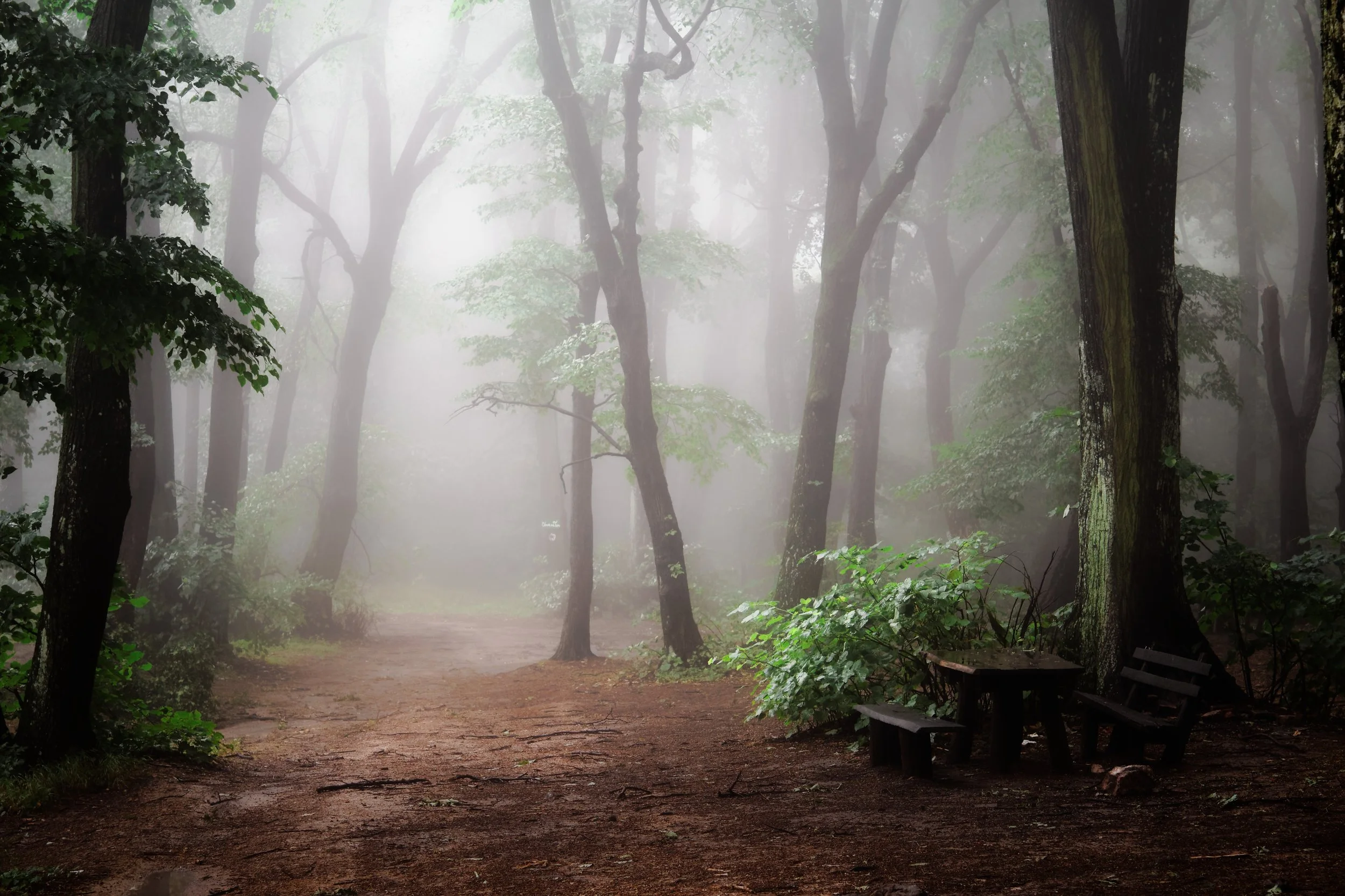 Fog in forest.jpg