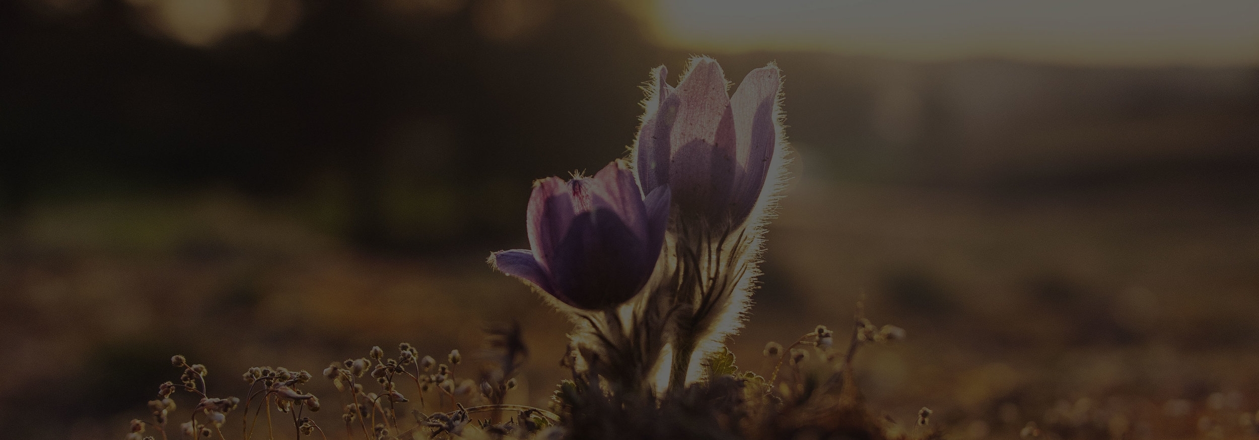 ales-me-663248-unsplash-edit.jpg
