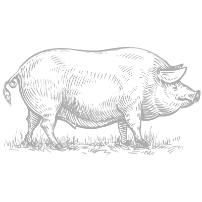 pig.png