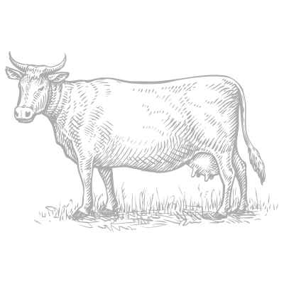 COW.png