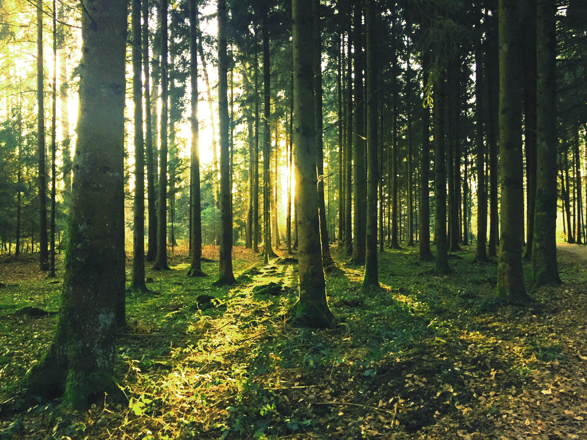backlit-conifer-dawn-33020 green tint-low sat.jpg