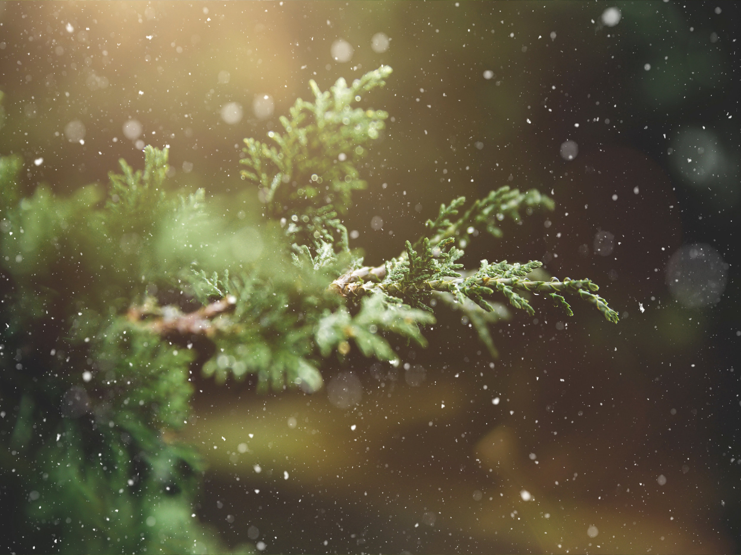 advent-blur-branch-237180-blue tint resize.jpg