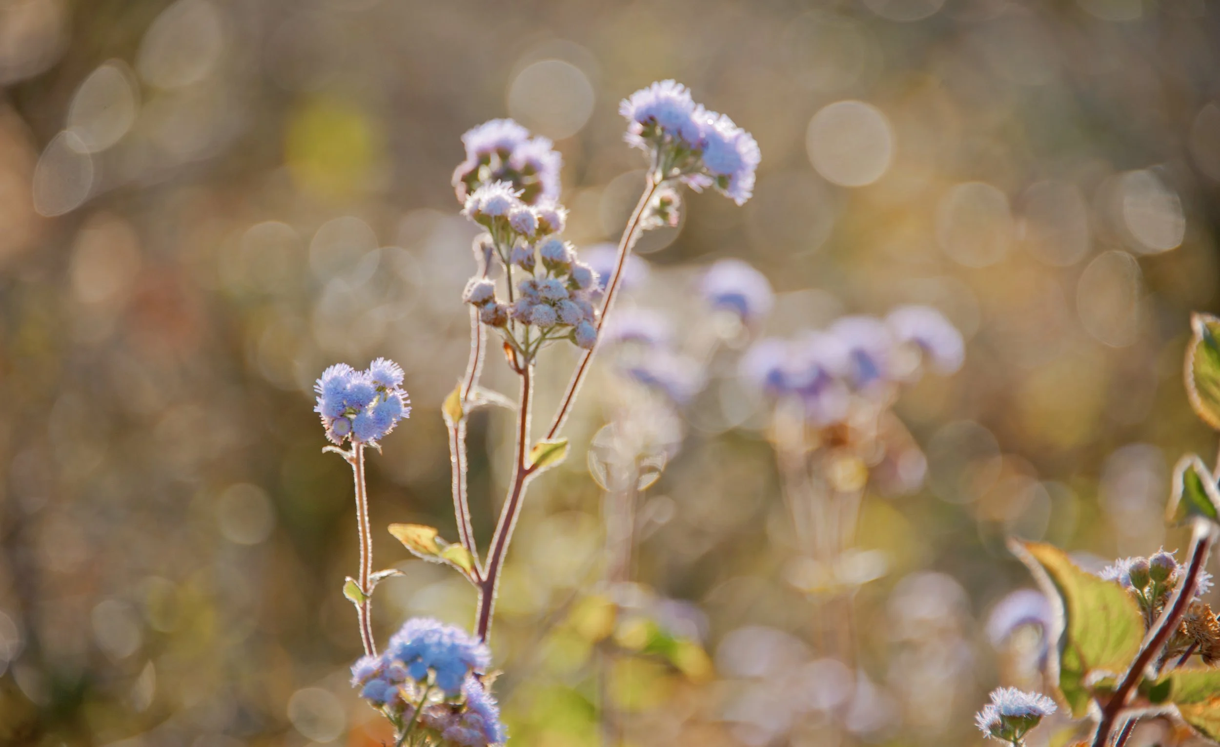 beautiful-blooming-blur-881630.jpg