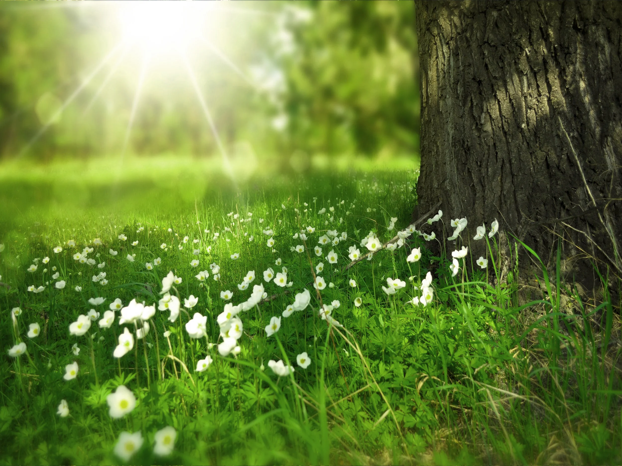 background-beam-beautiful-33707-green tint resize.jpg