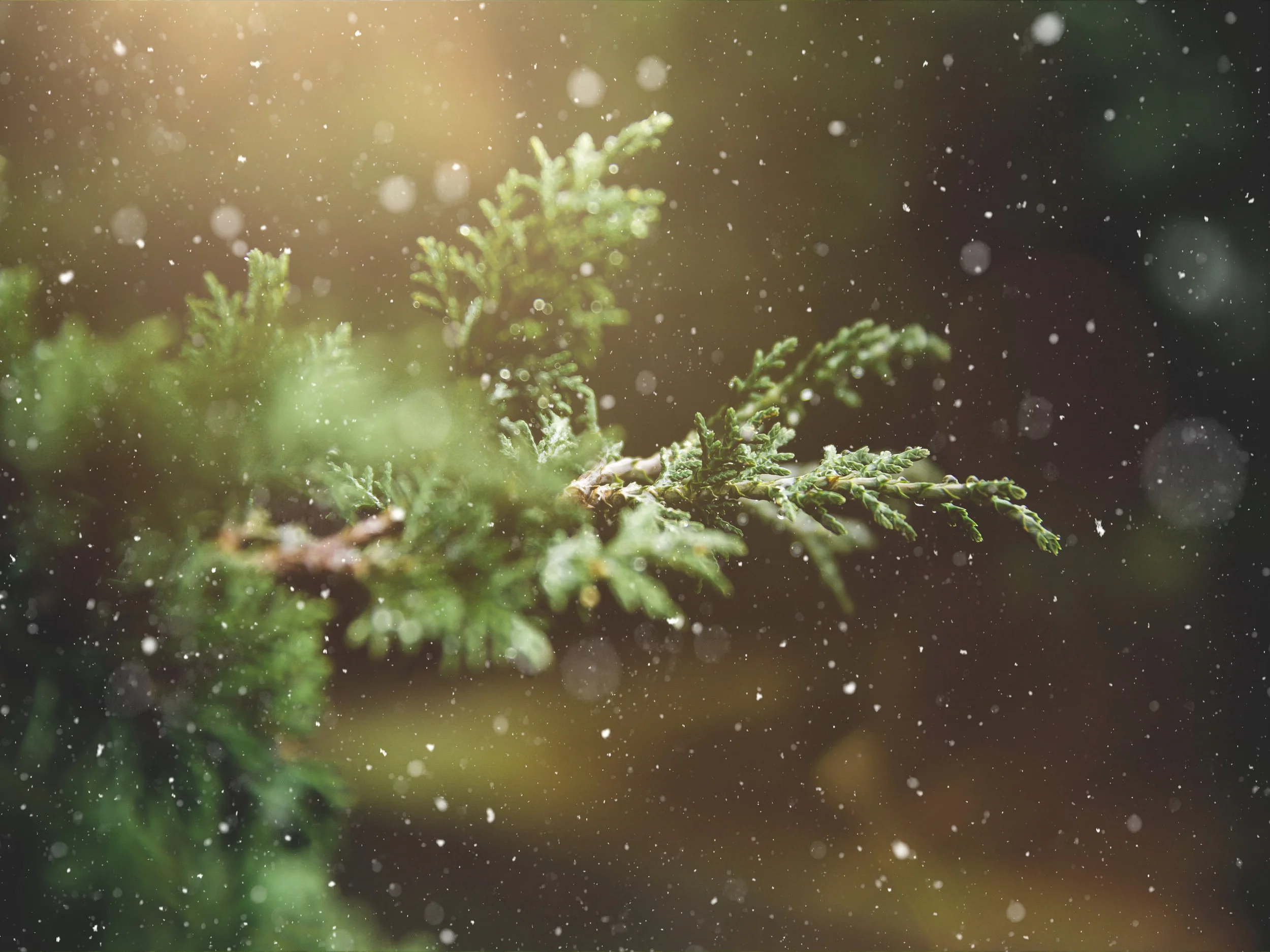 advent-blur-branch-237180-blue tint resize.jpg