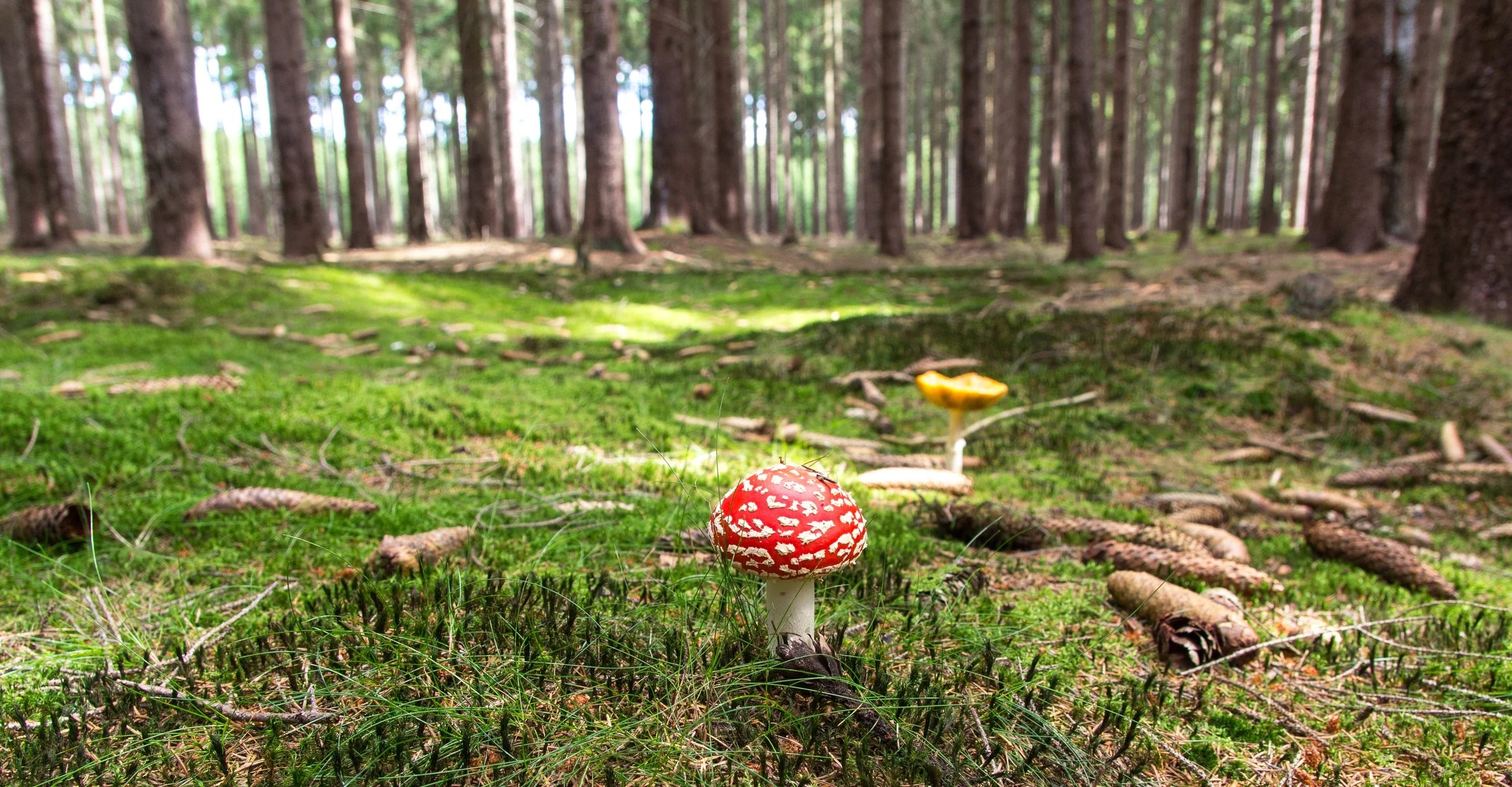 forest-grass-mushroom-53154.jpg