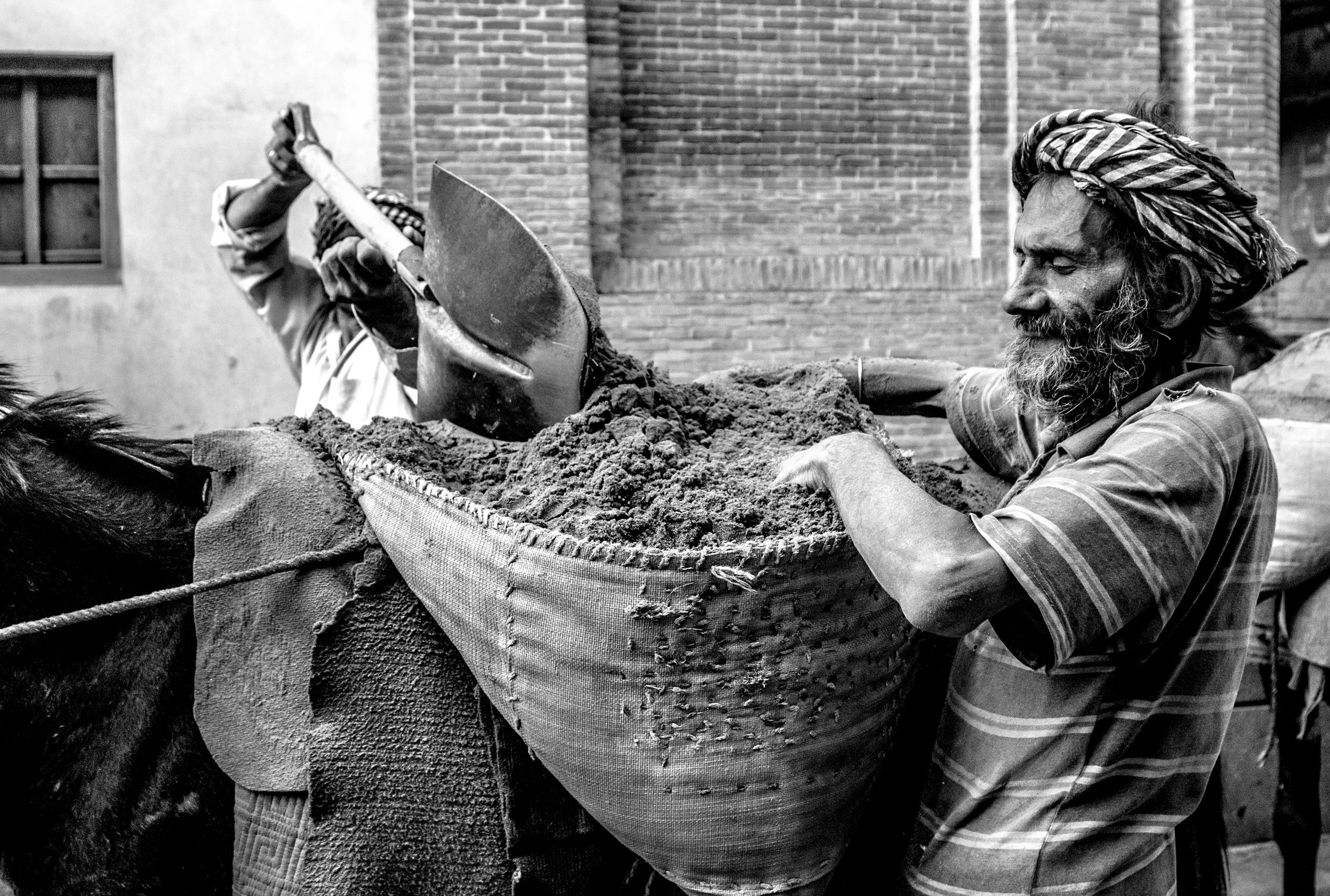 donkeyblackandwhite_edited-1.jpg