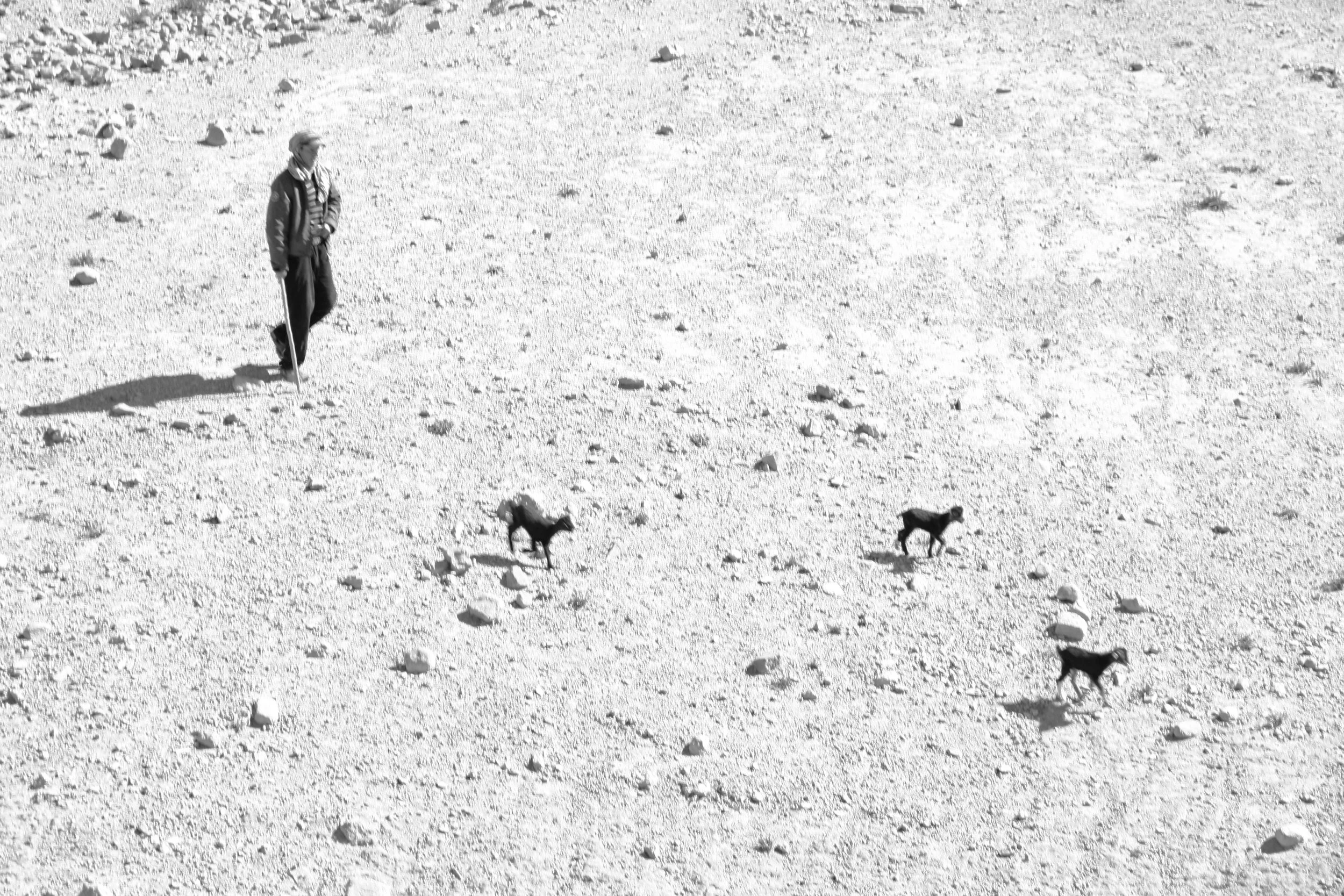 buy photography prints, black and white photography for sale, shepherd with his sheep, shepherd in the desert, photography for sale