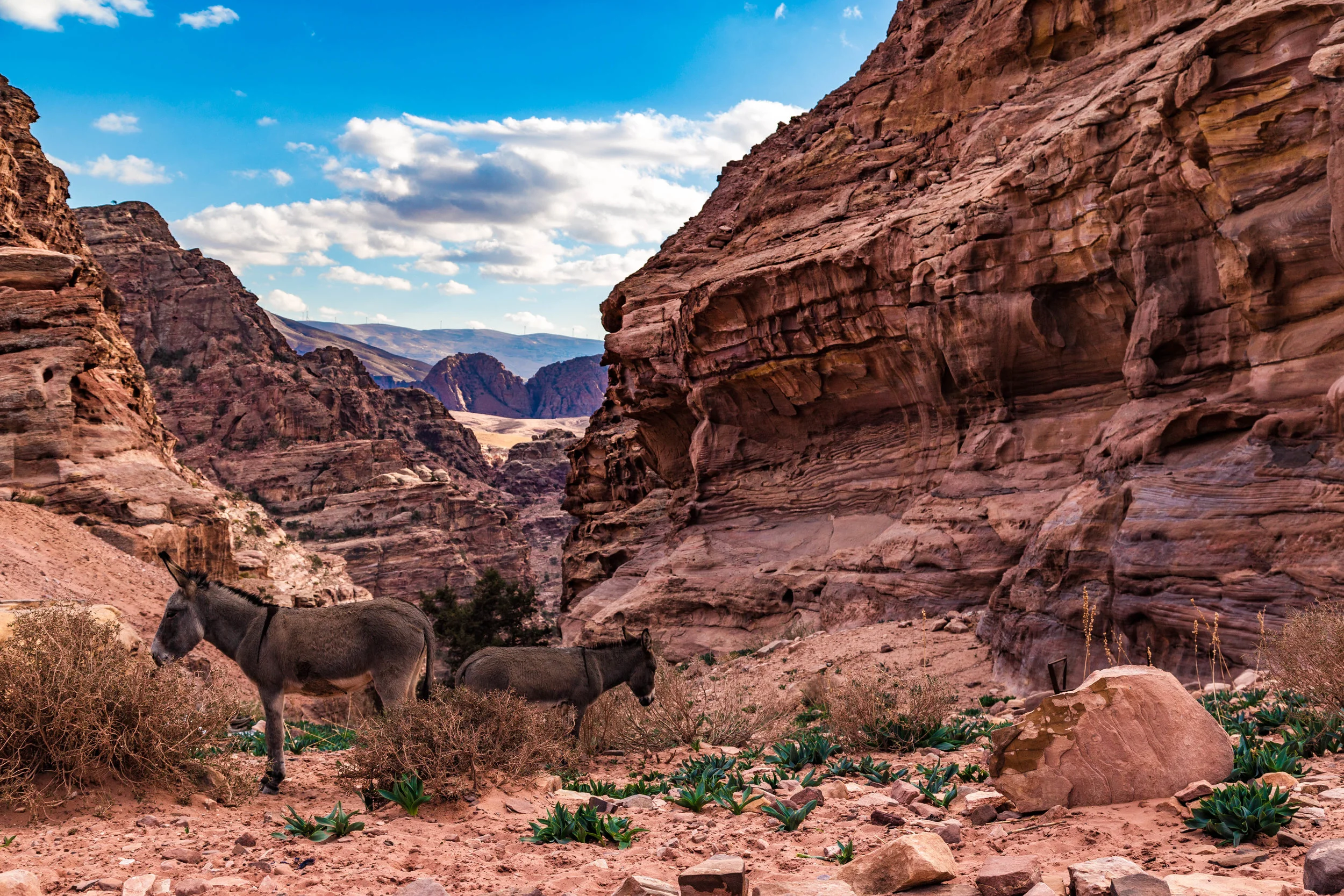 photos of petra, landscape photography, landscape photography for sale, travel photography for sale, photo of layers in stone, photos of mountains in the desert, photo of donkey in the desert