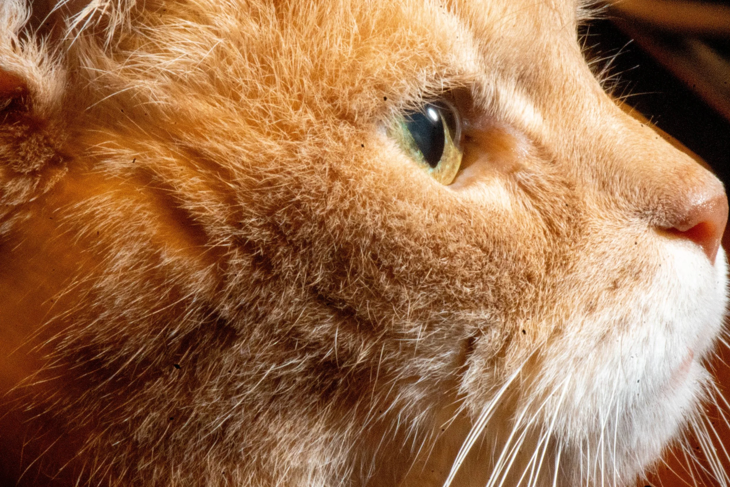 A macro image of an orange cat's face in profile, filling the entire frame.