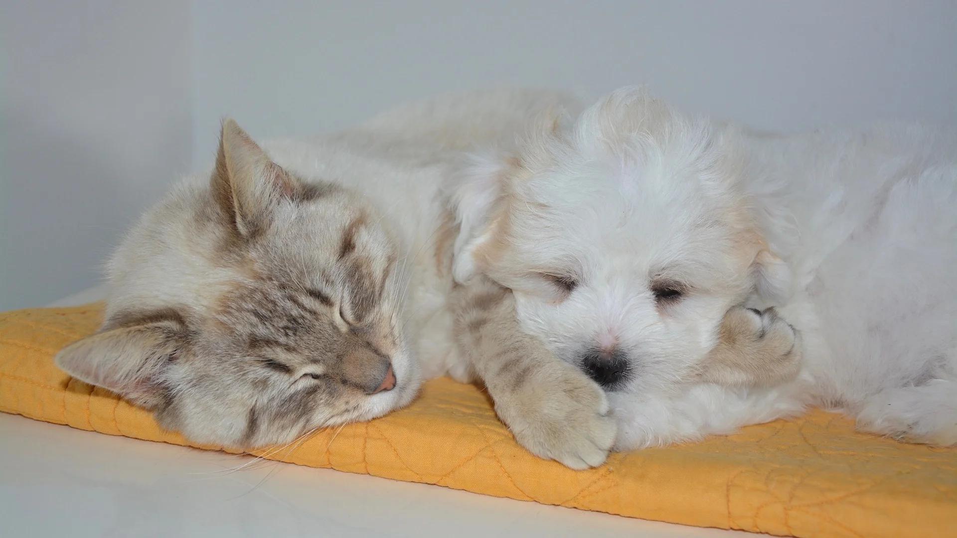 Our indoor pet fence works well for both dogs and cats.