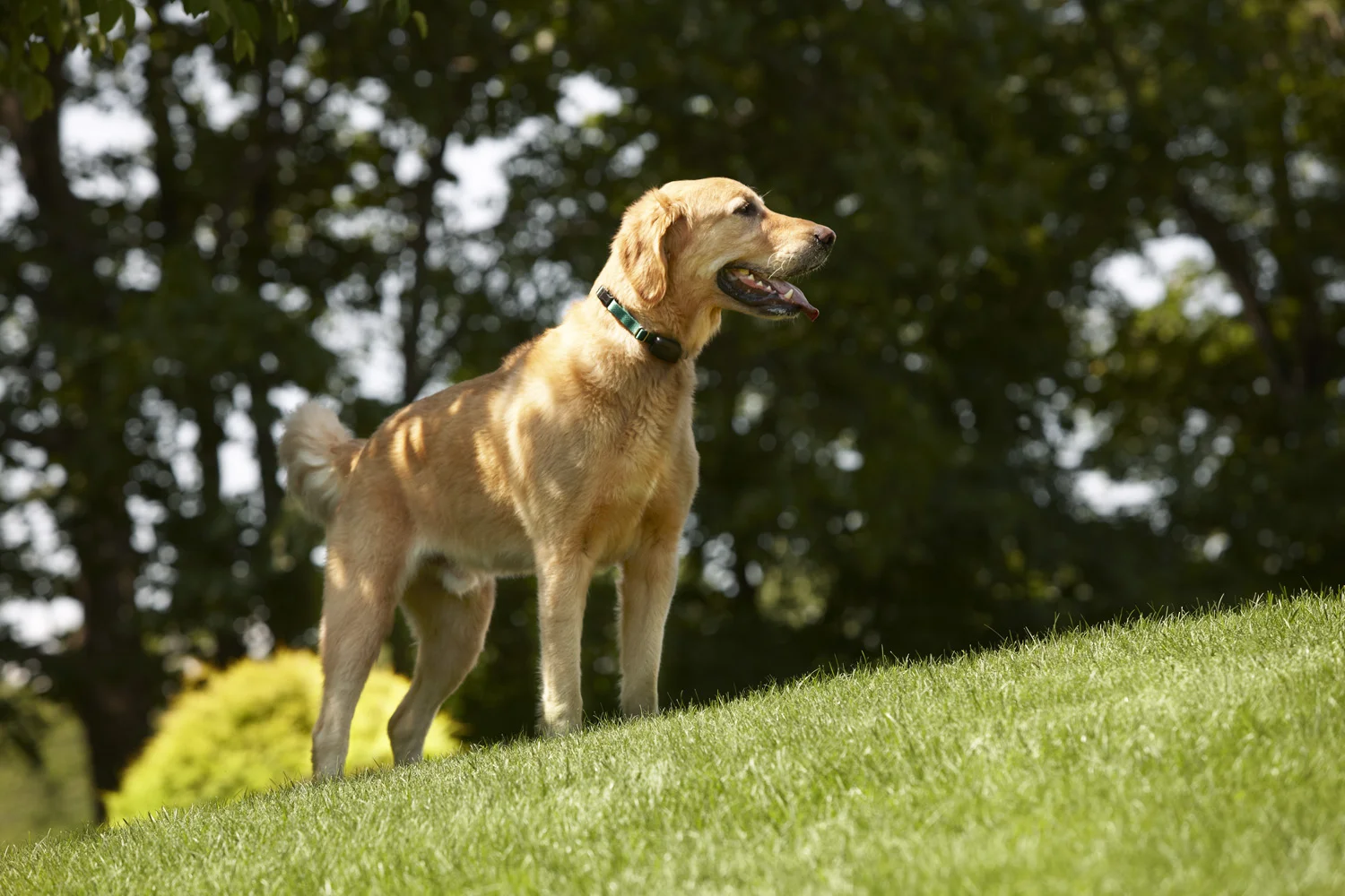 DogWatch_3802.jpg