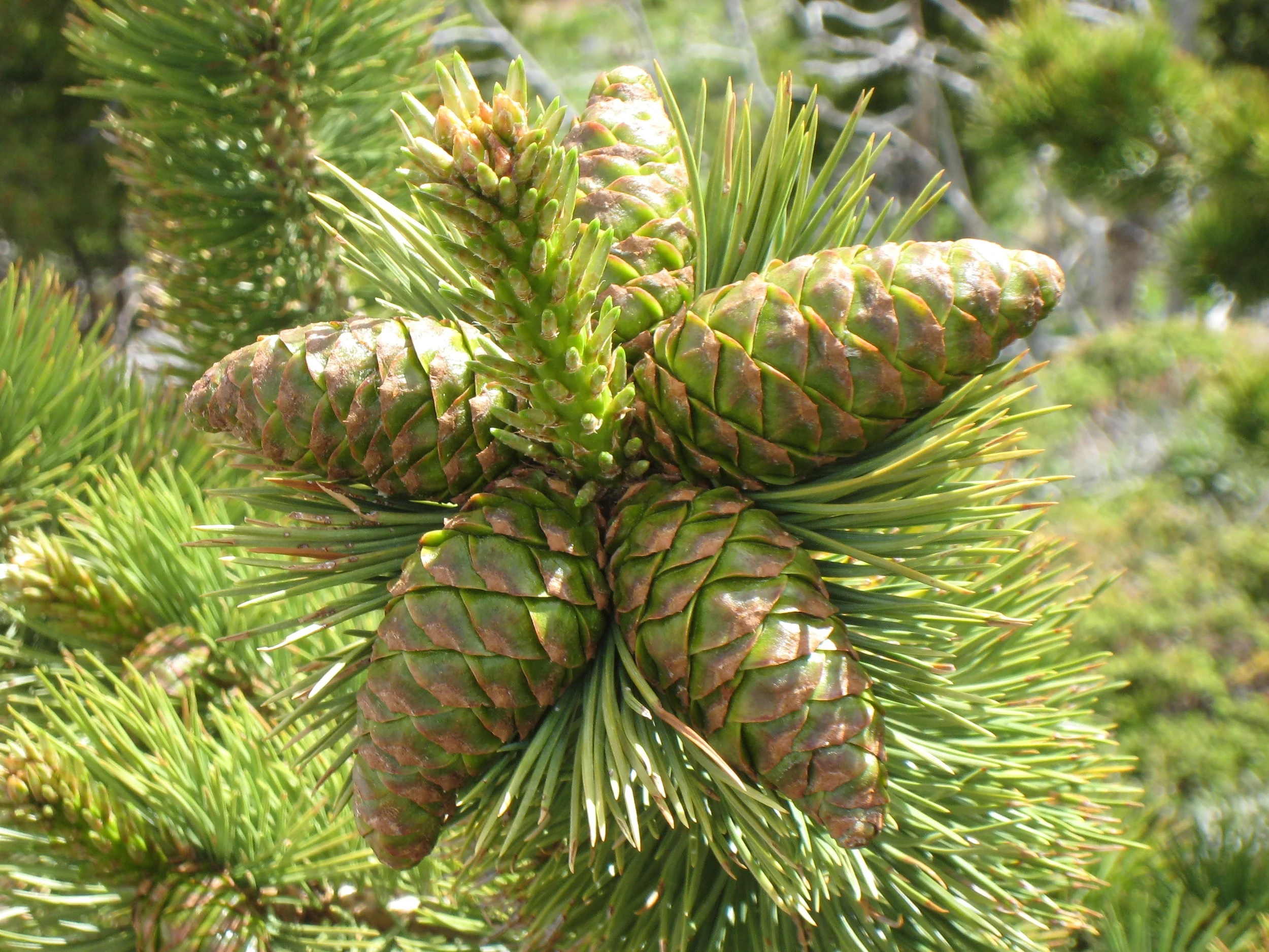 Five Needle Pine