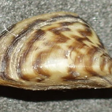 Aquatic Invasive Species