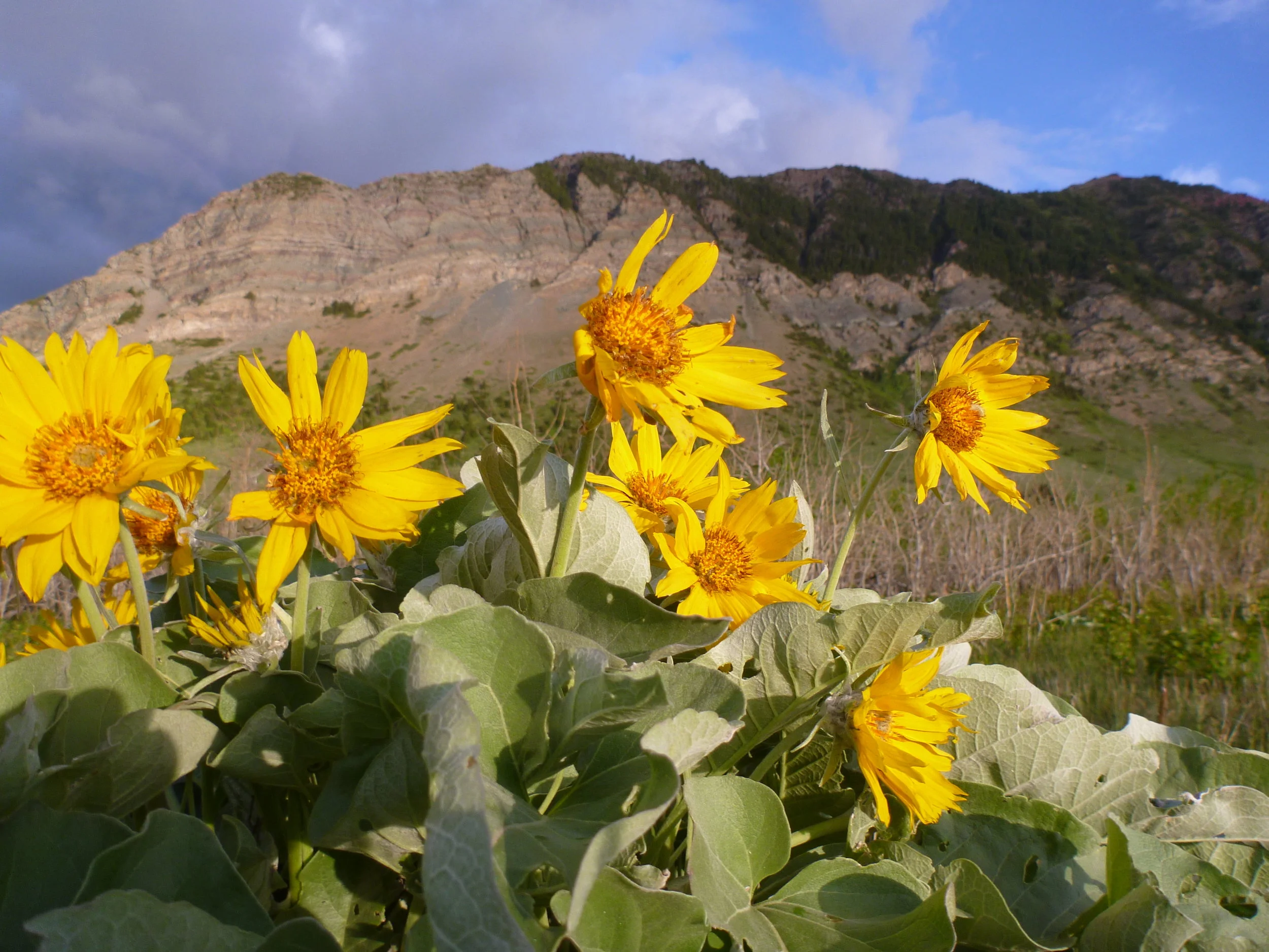 IWD Arrowleaf Balsamroot WLNP June 15.JPG