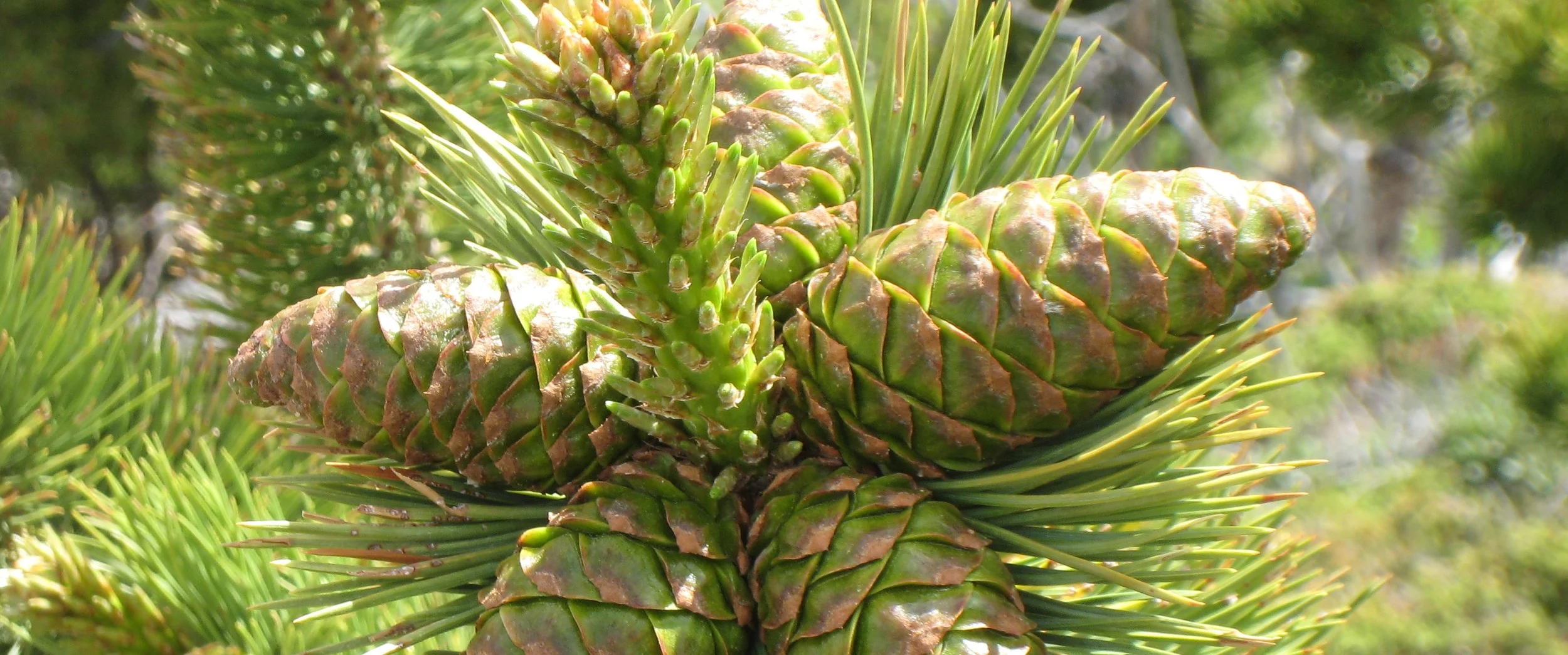 2010LP_cones.jpg