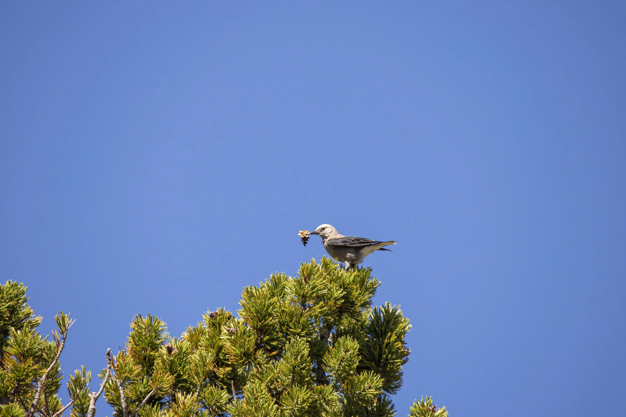 whitebark pine nutcracker GNP 2.jpg
