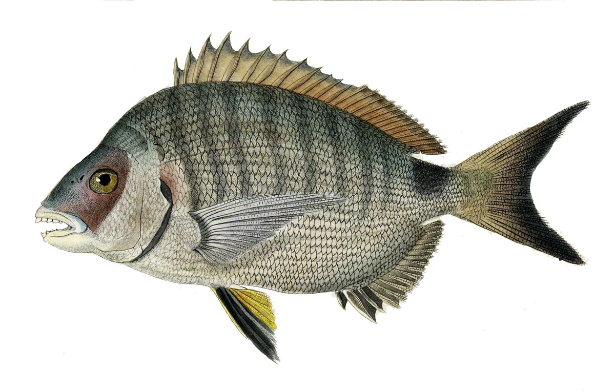 Diplodus_sargus_helenae.jpg