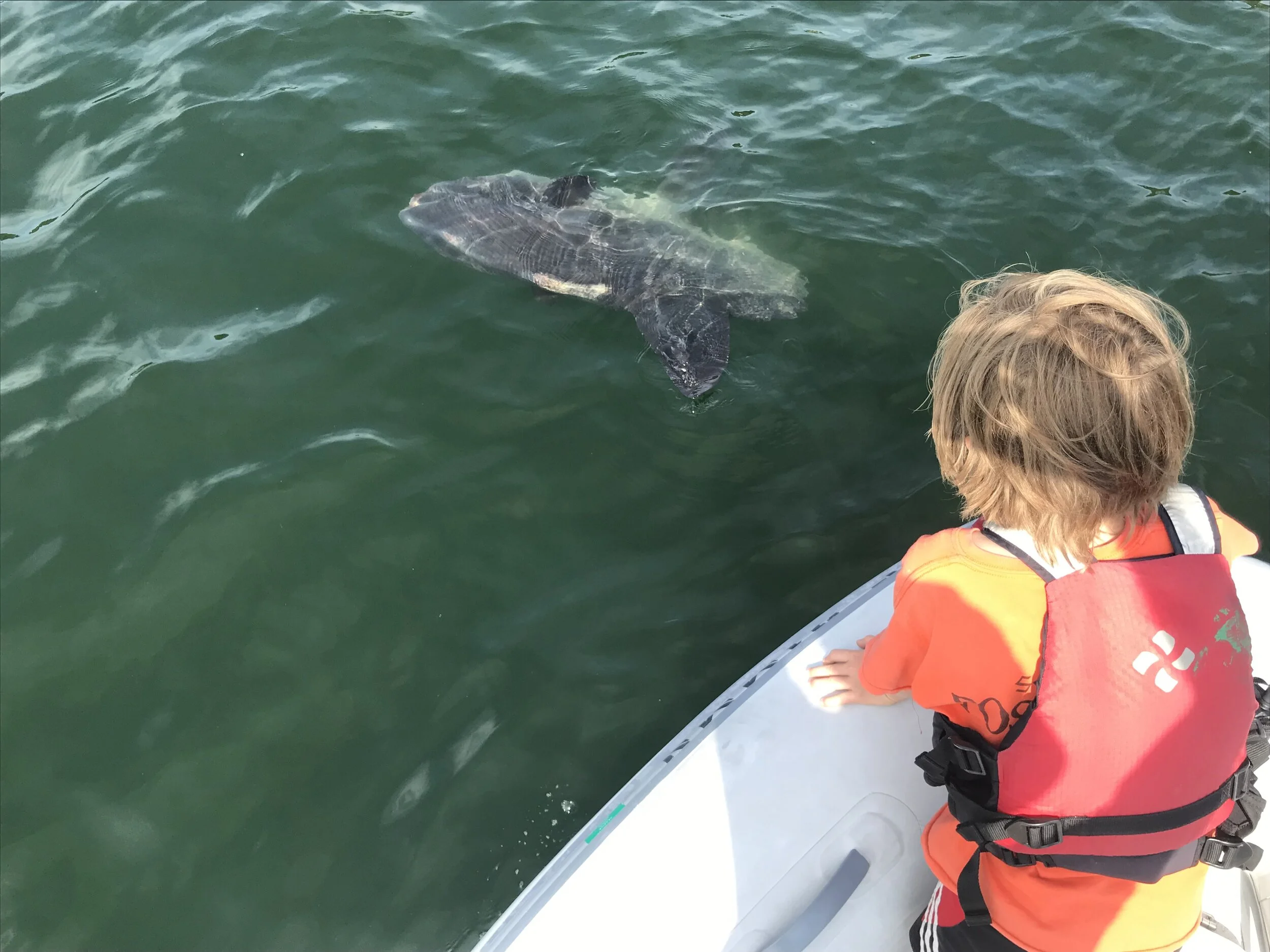 Toren and an Ocean Sunfish - also known as a Mola Mola
