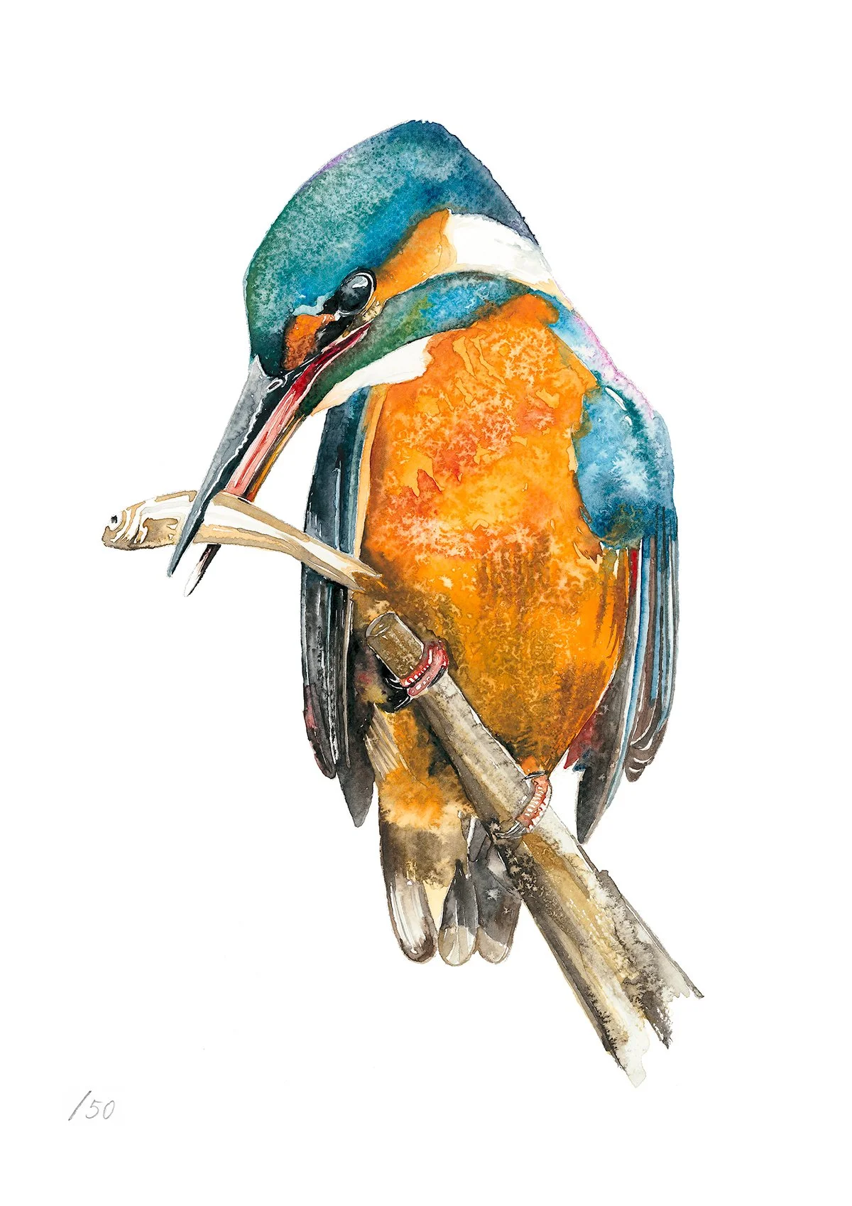 Kingfisher-A4-WT.jpg