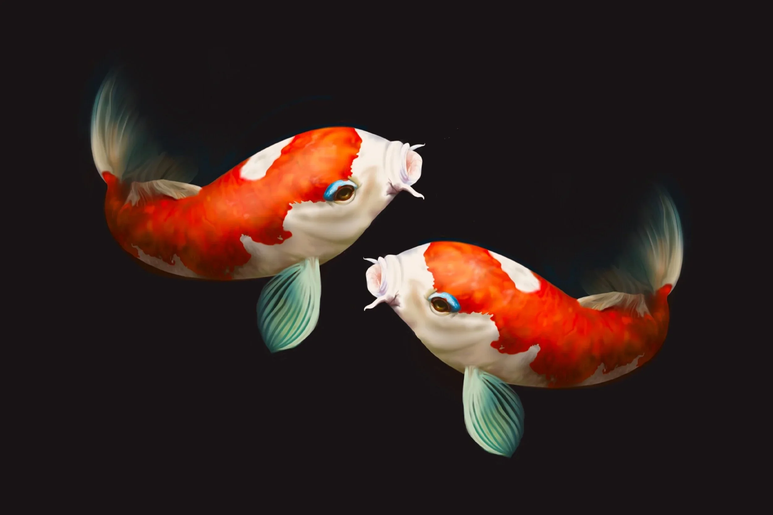 official+koi.jpg.webp