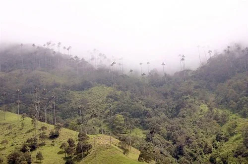 Columbian Coffee-2.jpg