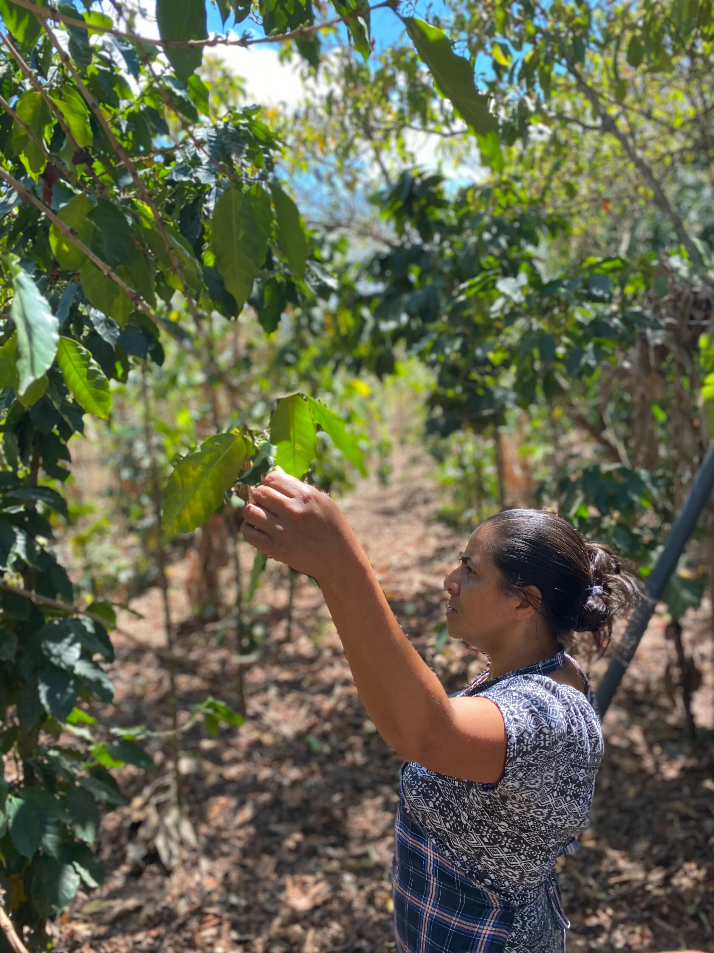 Enjoy a velvety new flavor with Nicaraguan Coffee from World Trader Coffee