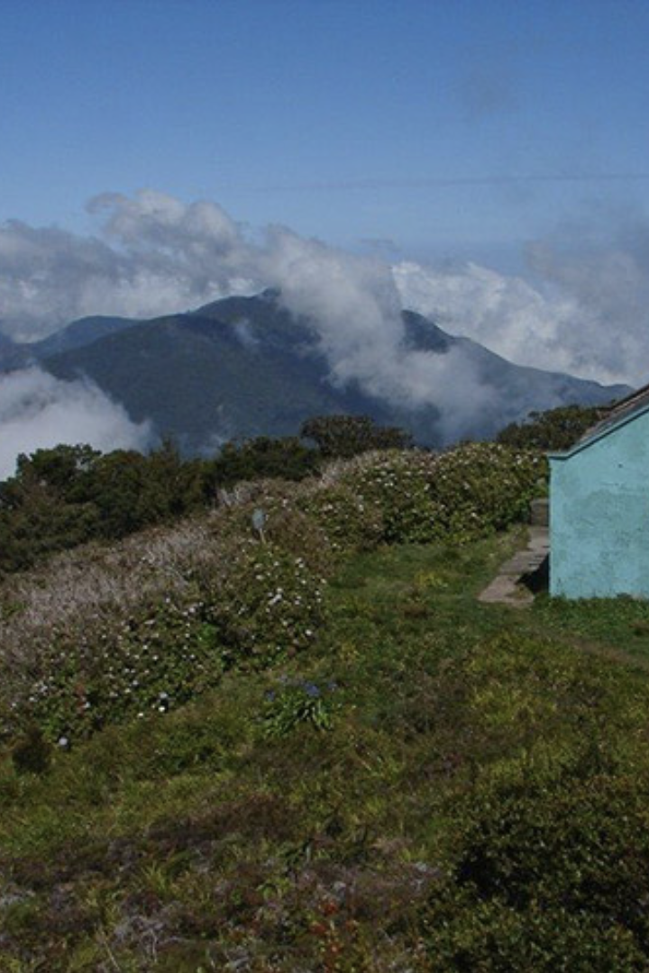 Jamaican Blue Mountain Coffee