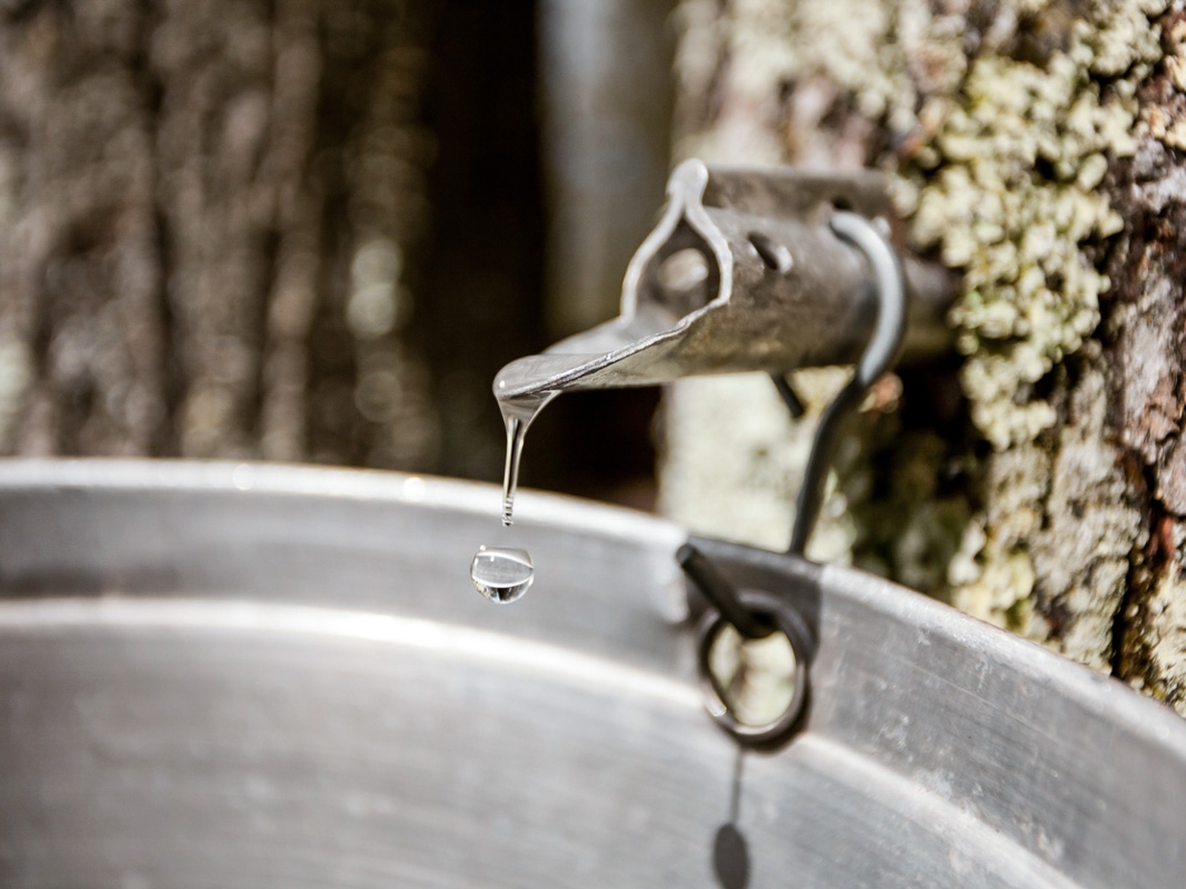 New-Hampsire-Maple-Sap.jpg