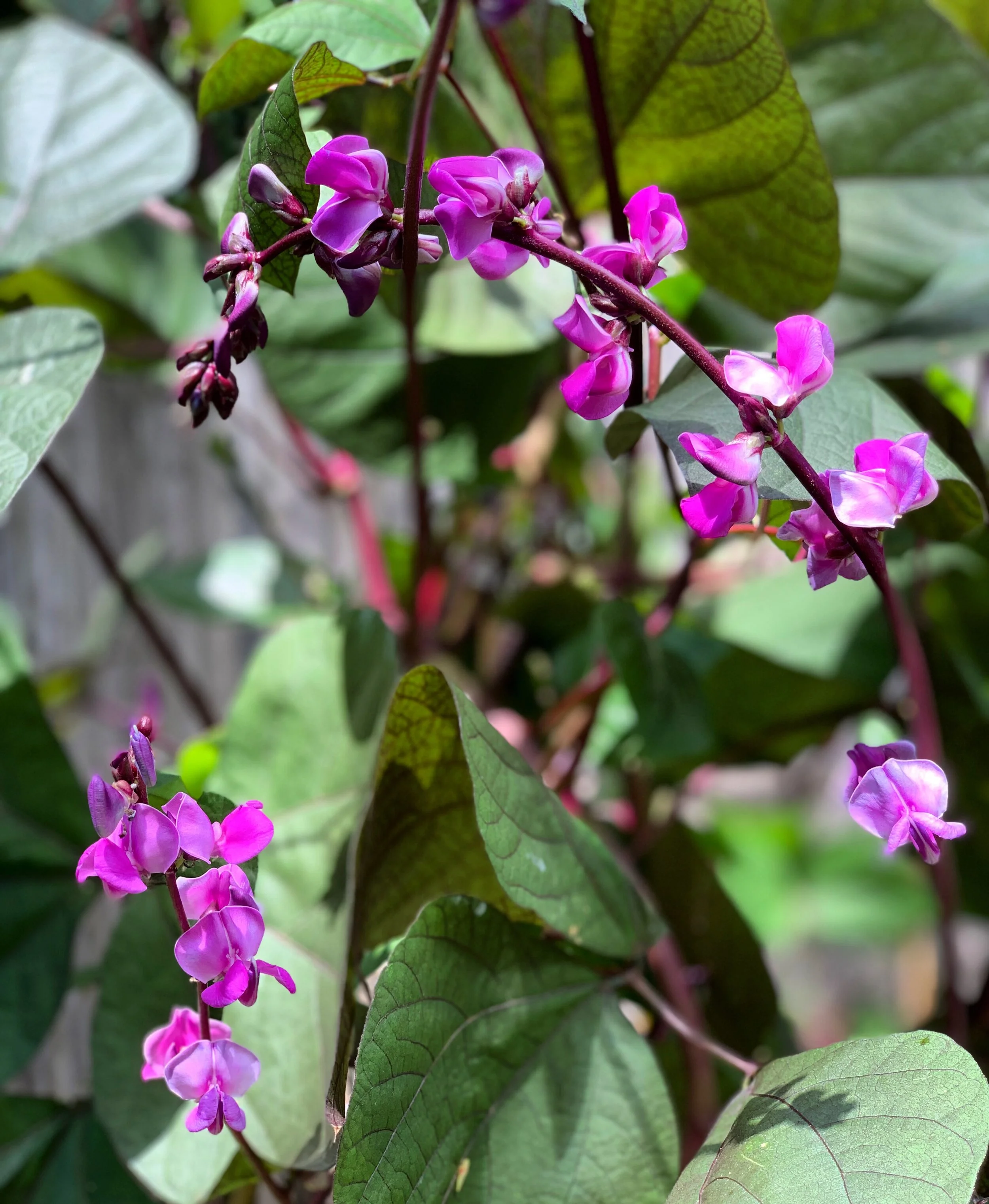 About — Featherstone Garden