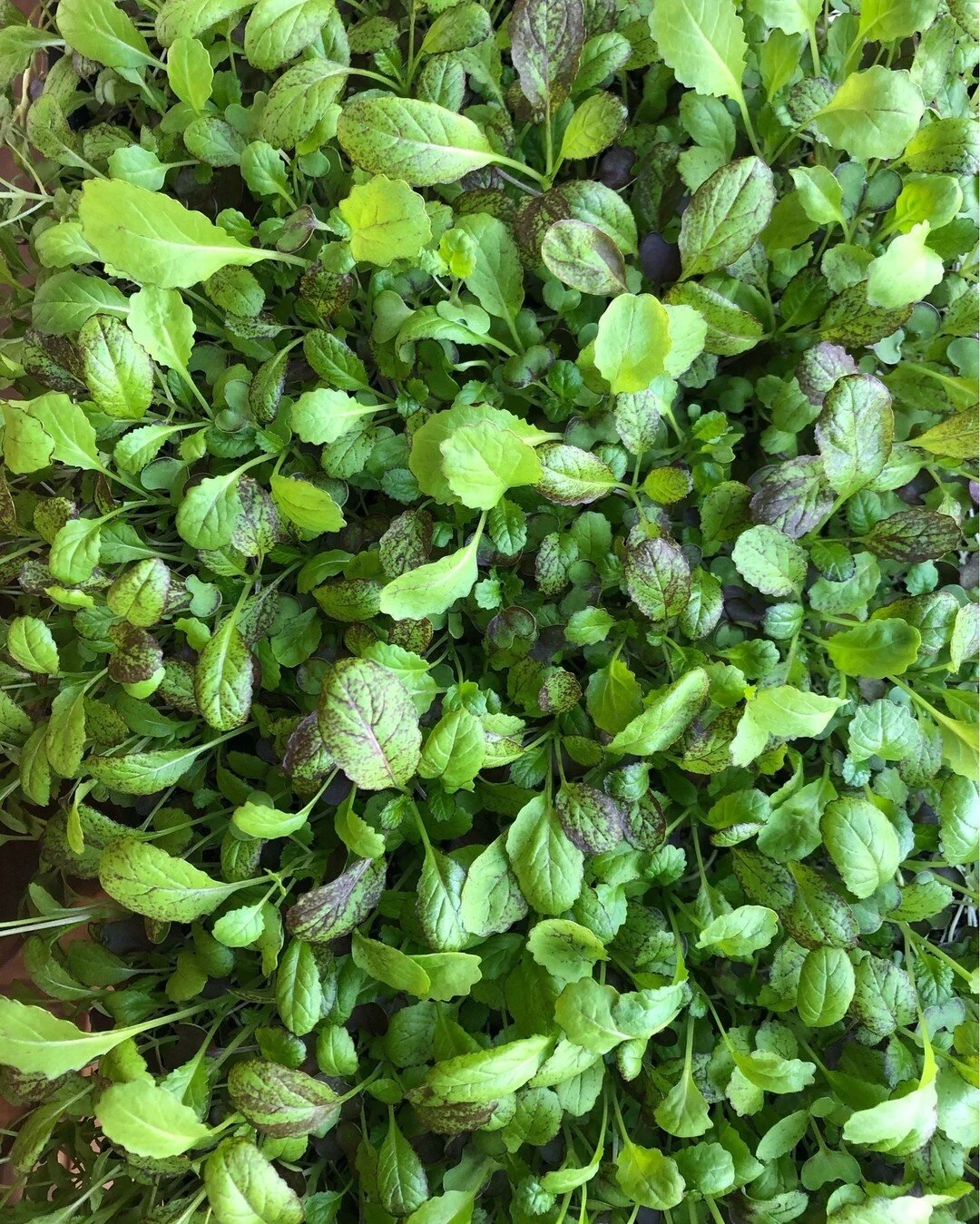 About — Featherstone Garden